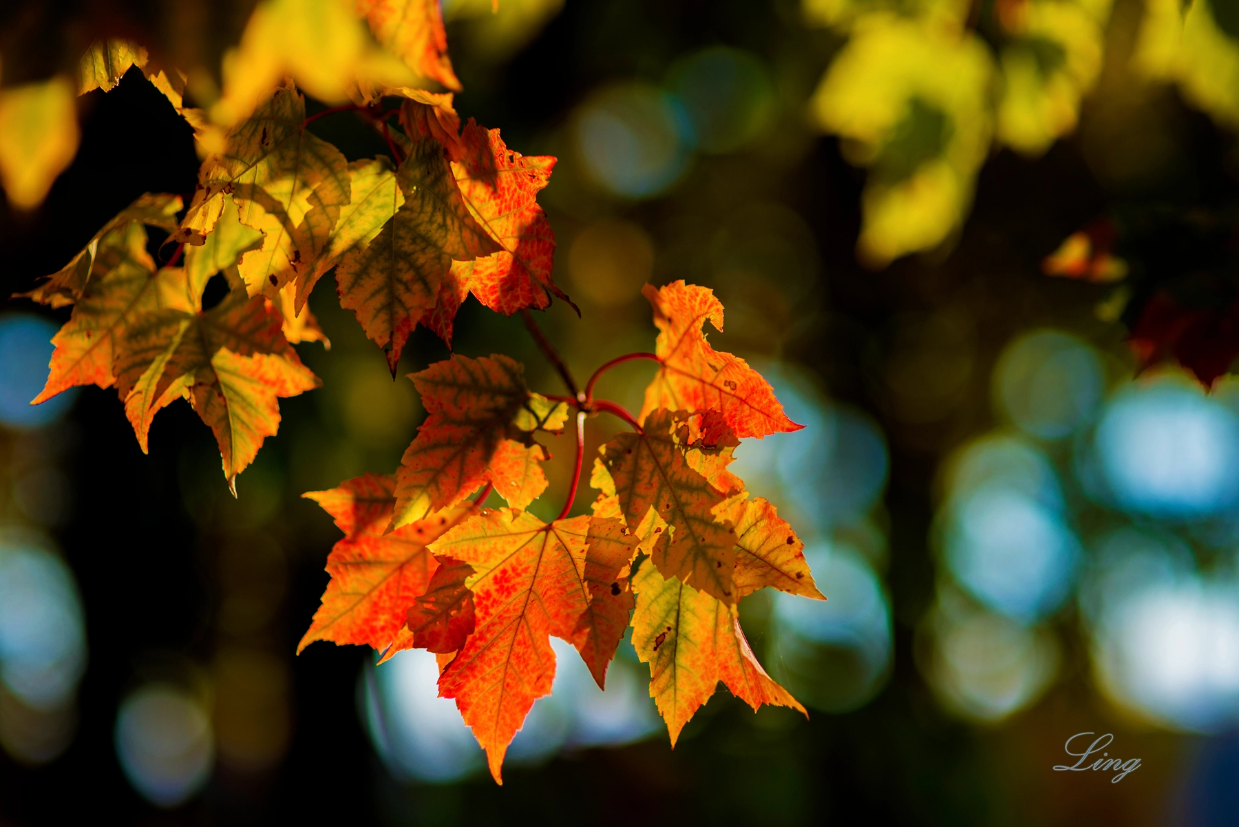 Nikon D810 + Sigma 85mm F1.4 EX DG HSM sample photo. Feuilles colorées photography