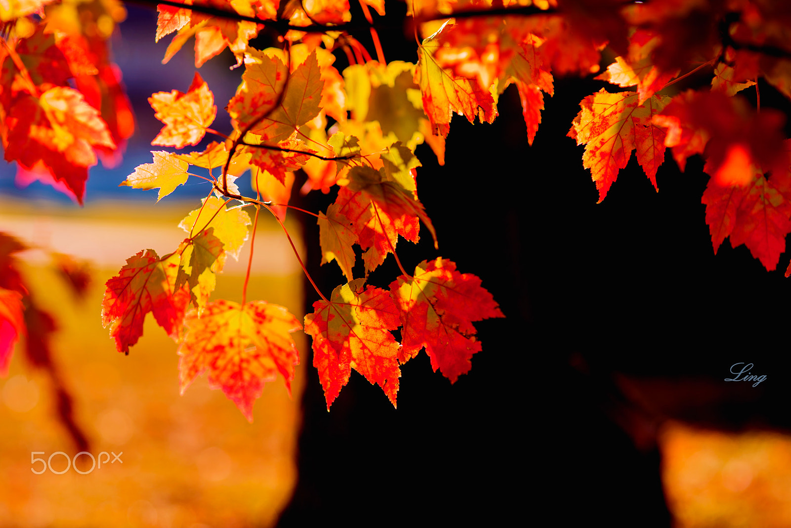 Nikon D810 + Sigma 85mm F1.4 EX DG HSM sample photo. Les feuilles colorées. photography