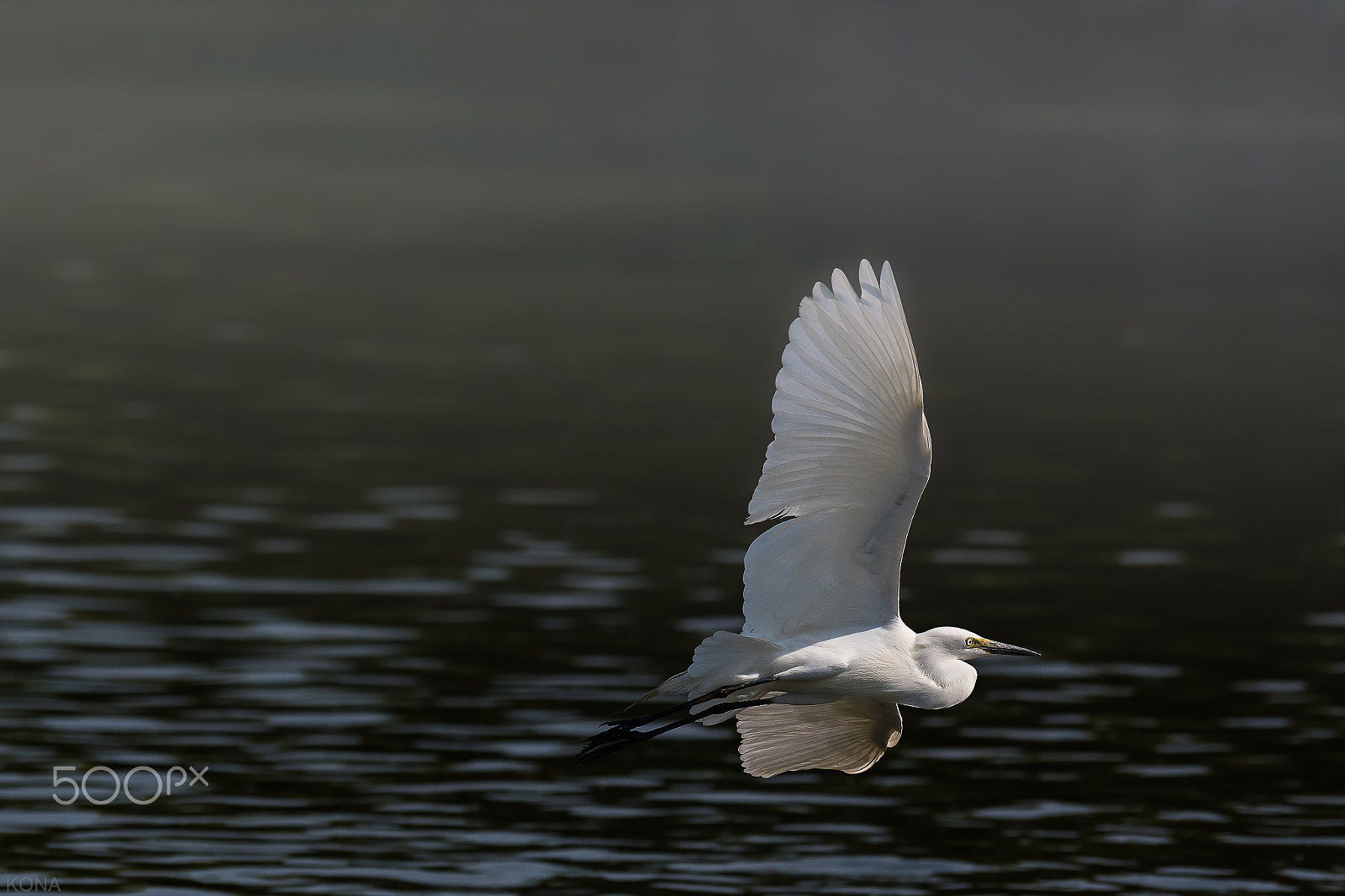 Nikon AF-S Nikkor 400mm F2.8G ED VR II sample photo. 29864617290.  sagi photography