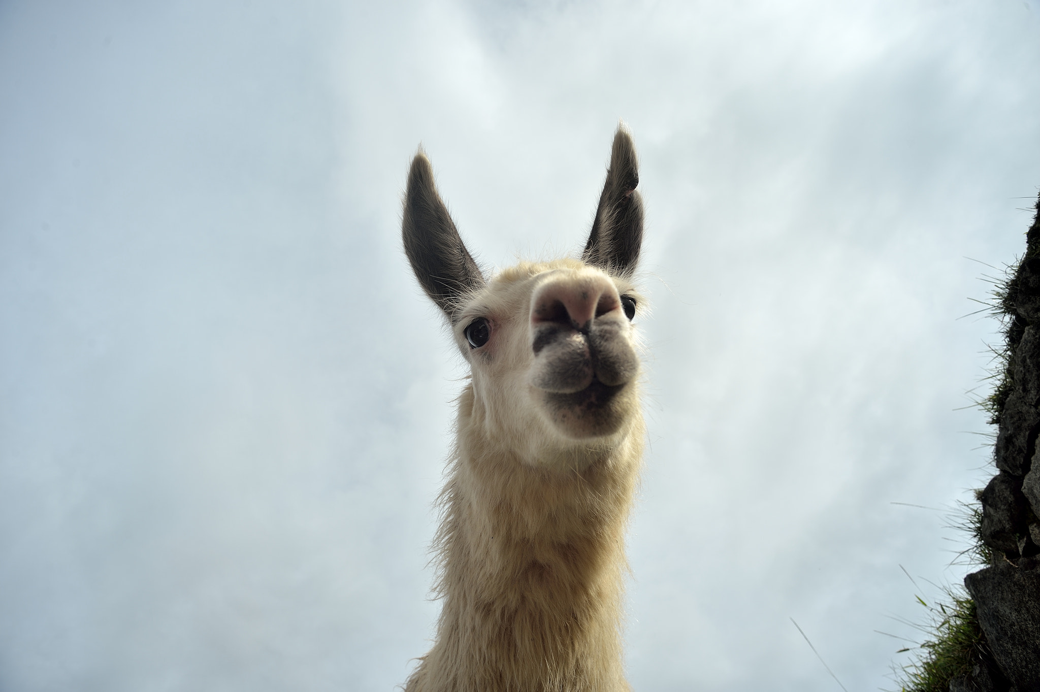 Nikon Df sample photo. Lama: drooled on me right after photography