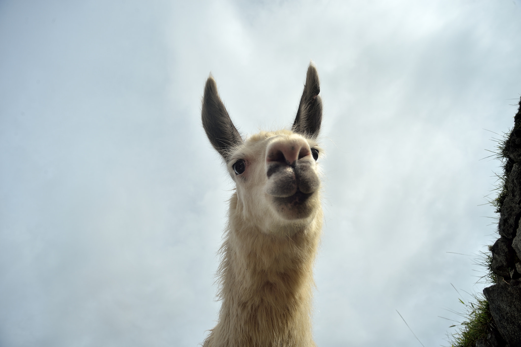 Soligor AF Zoom 19-35mm 1:3.5-4.5 MC sample photo. Lama: drooled on me right after photography