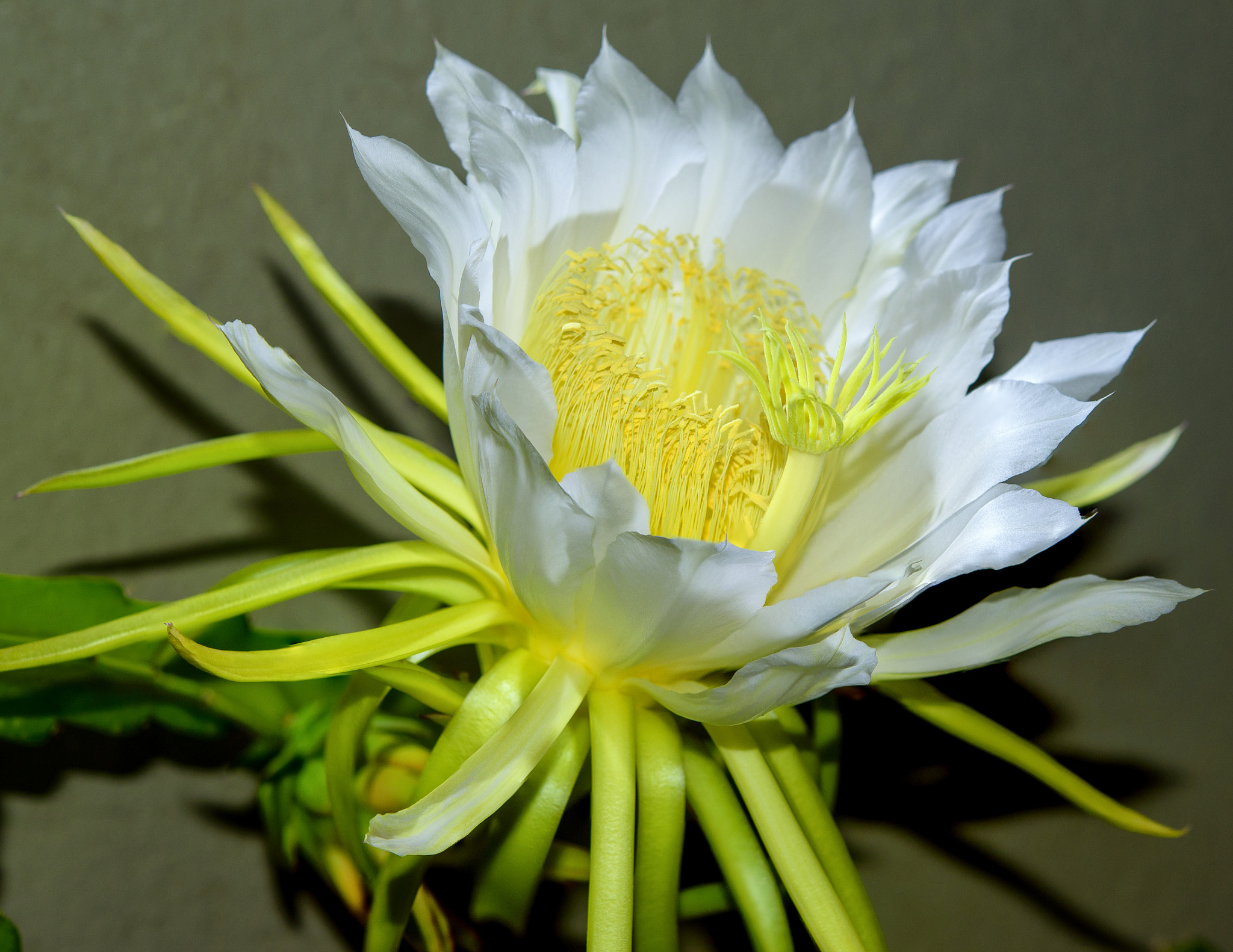Nikon AF-S Micro-Nikkor 60mm F2.8G ED sample photo. Queen of the night photography