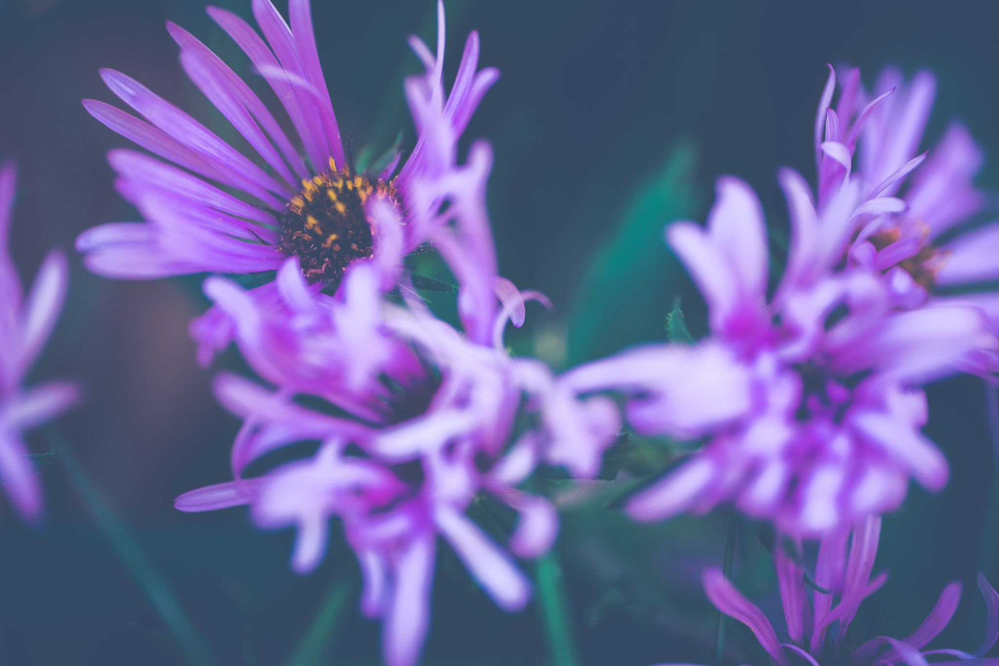 Fujifilm X-E1 + ZEISS Touit 50mm F2.8 sample photo. Autumn flower photography