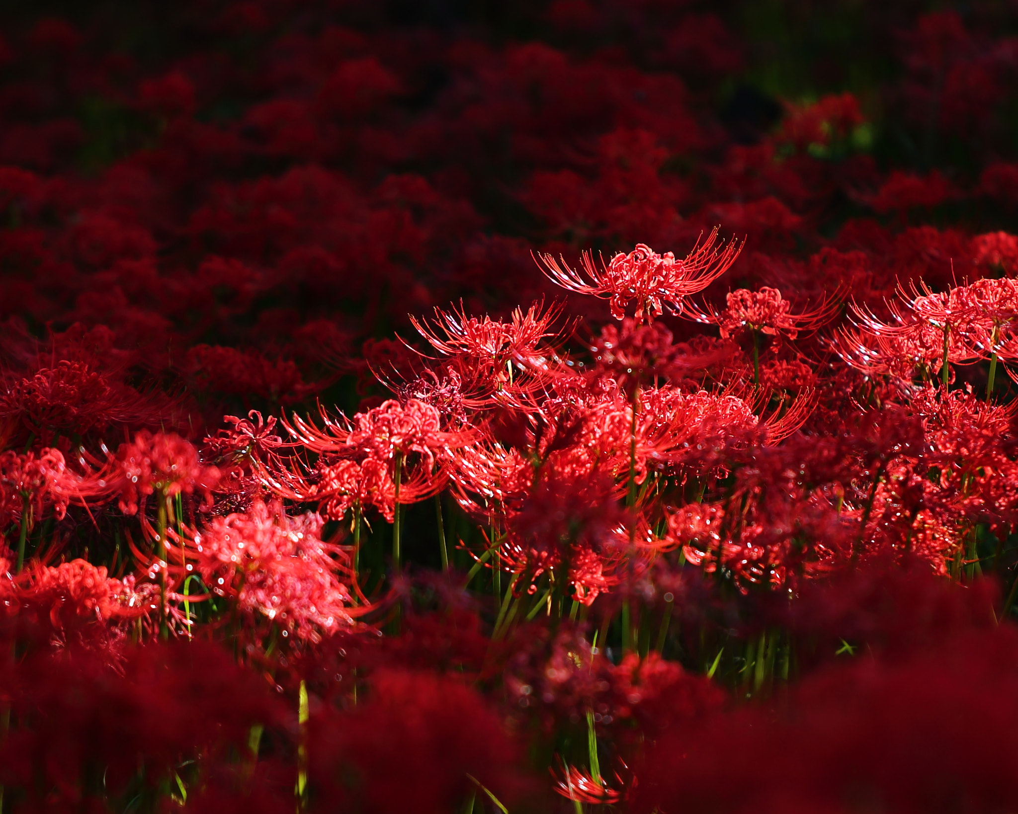 Canon EOS 6D + Canon EF 100mm F2.8L Macro IS USM sample photo. Field of red spider lilies photography