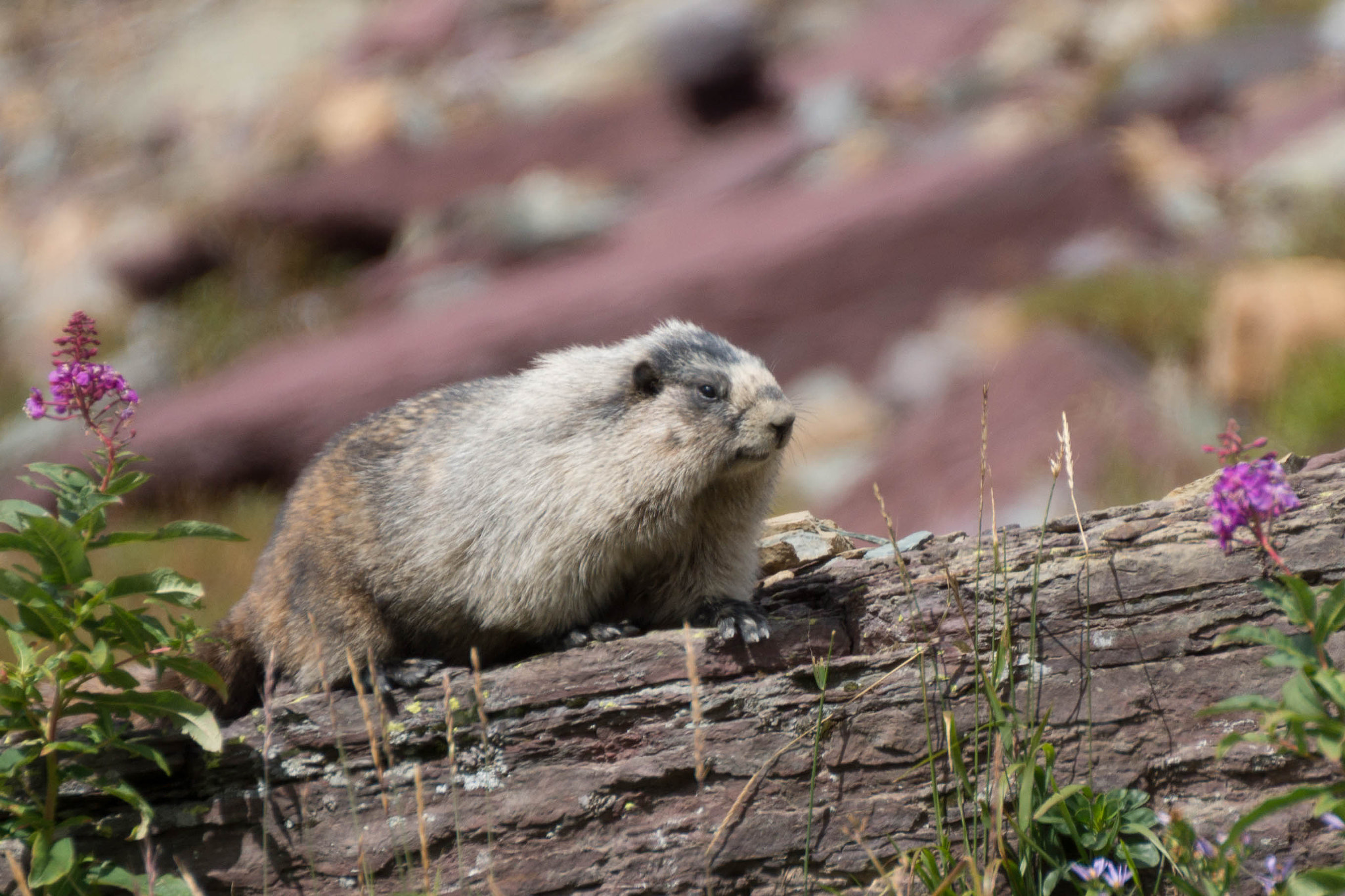 Sony SLT-A65 (SLT-A65V) + Tamron SP 70-300mm F4-5.6 Di USD sample photo. Marmot photography