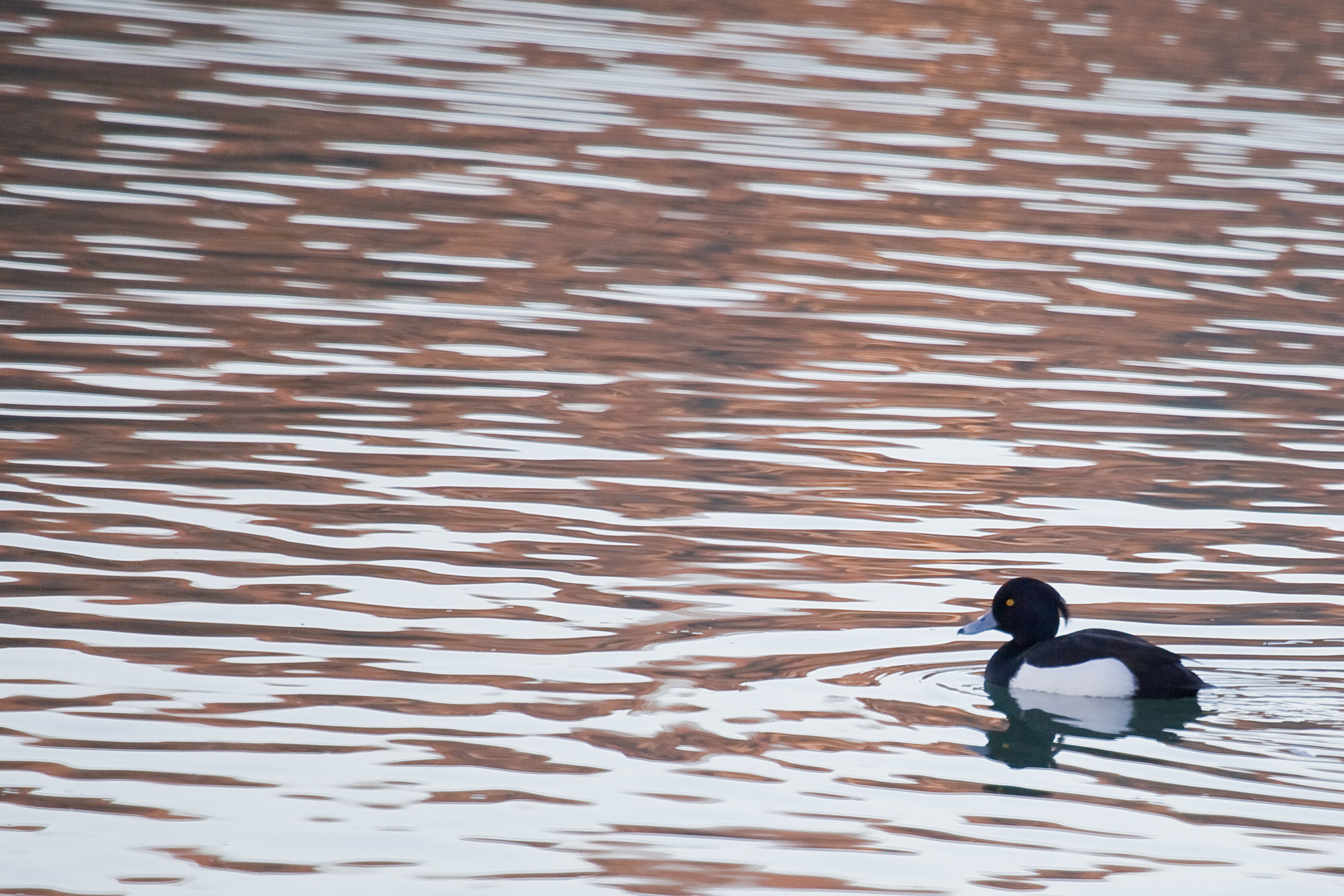 Canon EOS 5D Mark II + Canon EF 100-400mm F4.5-5.6L IS USM sample photo. Golden eye photography