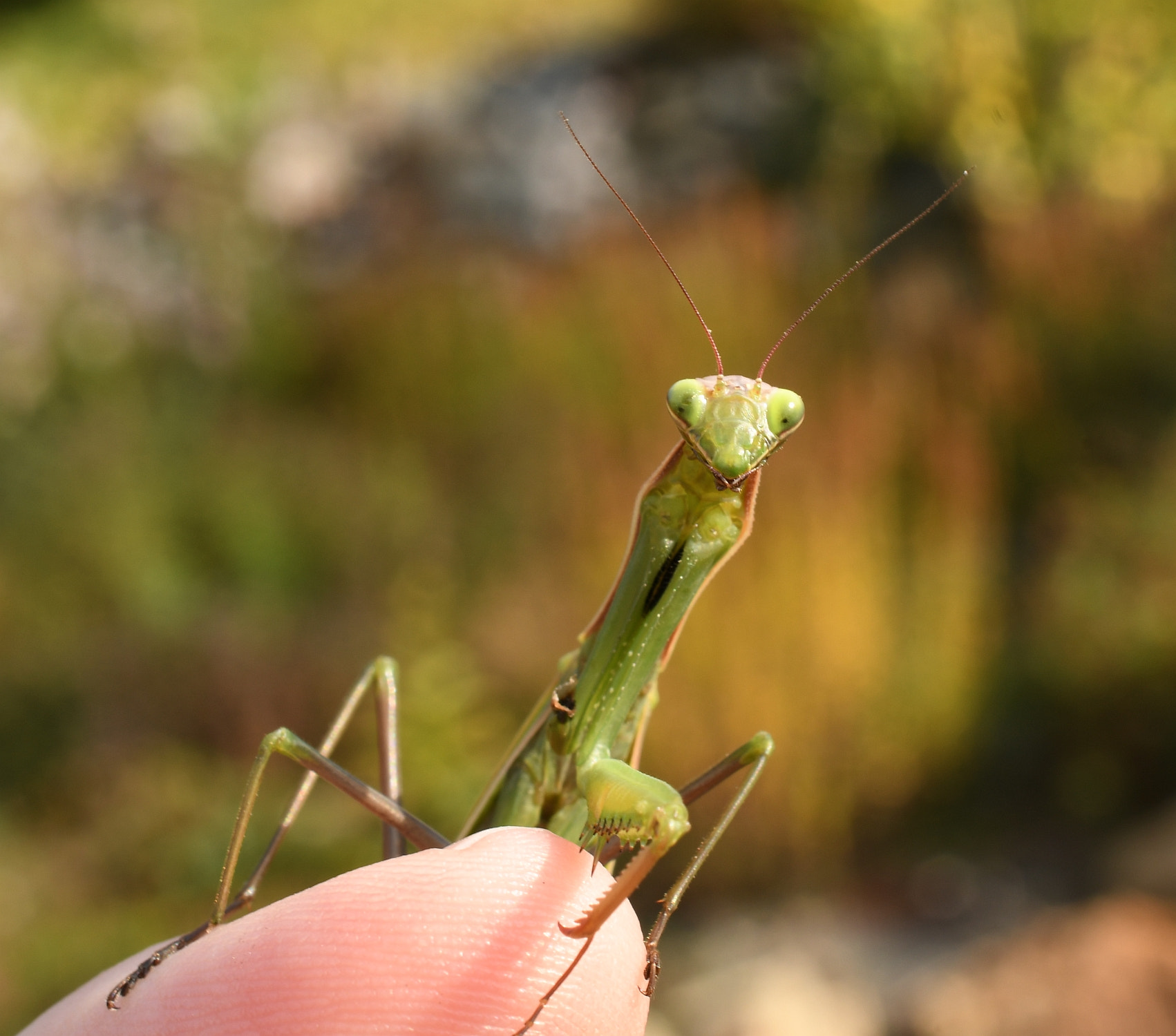 Nikon AF-S DX Micro Nikkor 40mm F2.8 sample photo. Kudlanka nábožná (mantis religiosa) photography