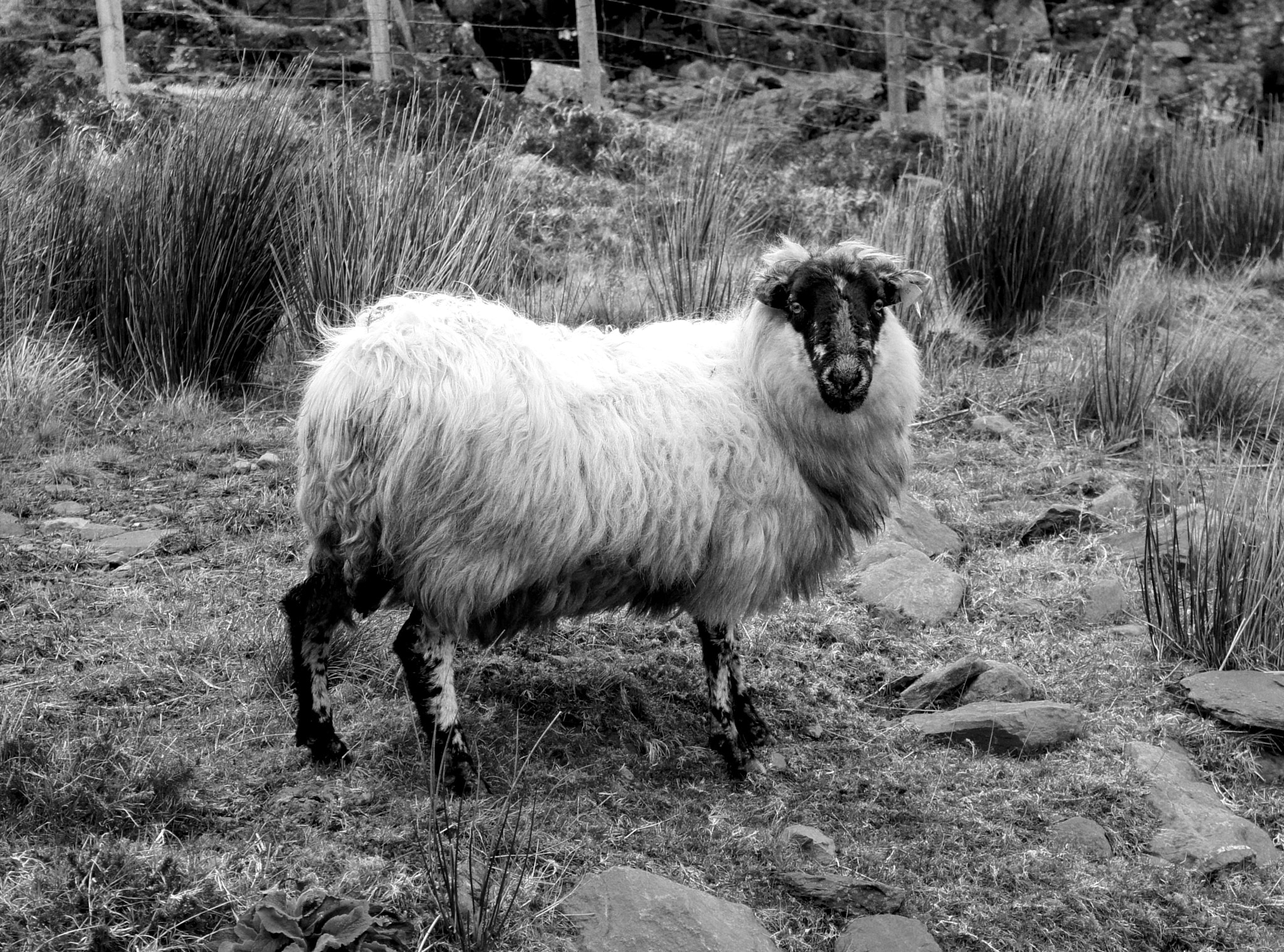 Sony Alpha NEX-5 sample photo. Evil looking sheep... photography