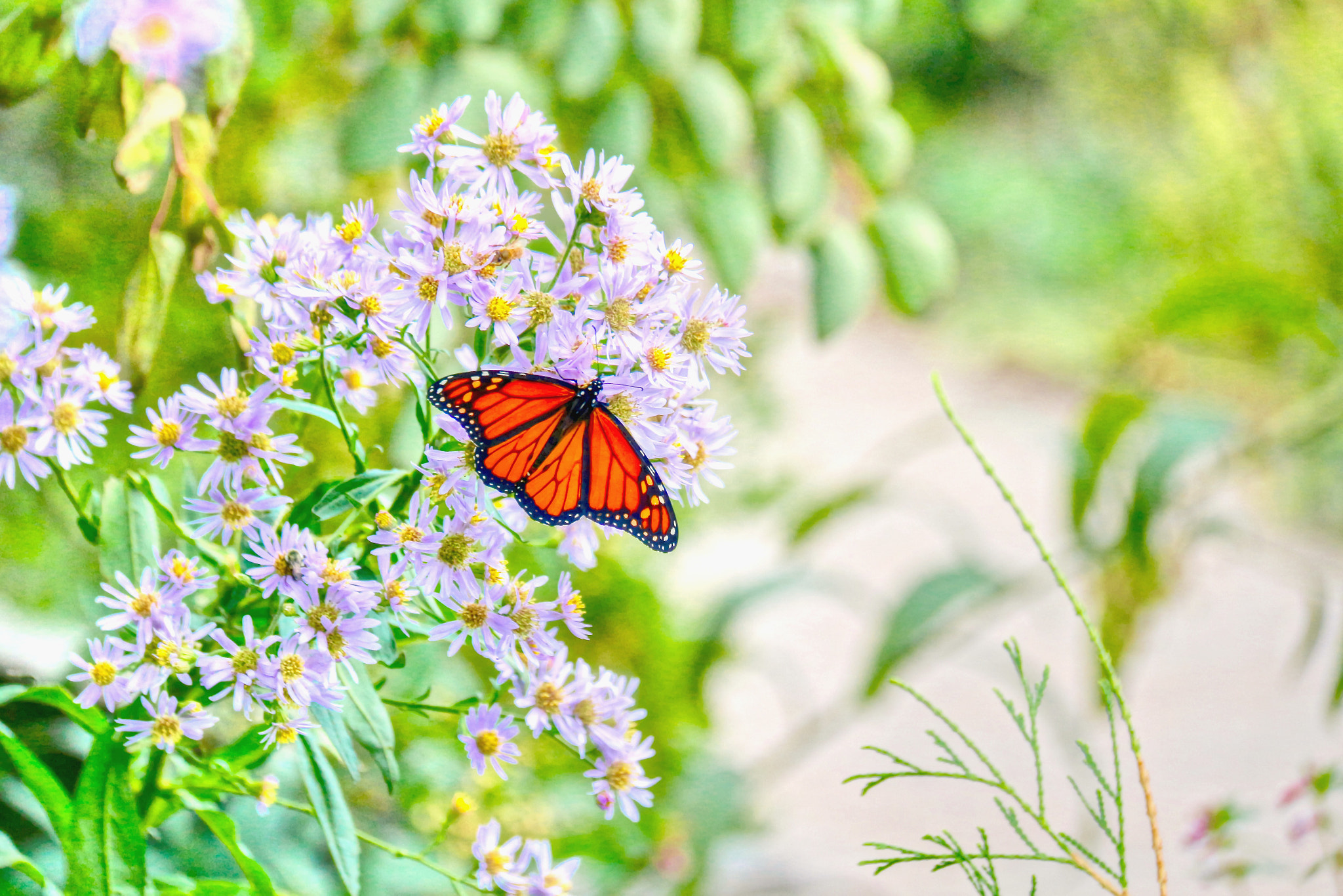 Canon EOS 100D (EOS Rebel SL1 / EOS Kiss X7) sample photo. The autumn butterfly photography
