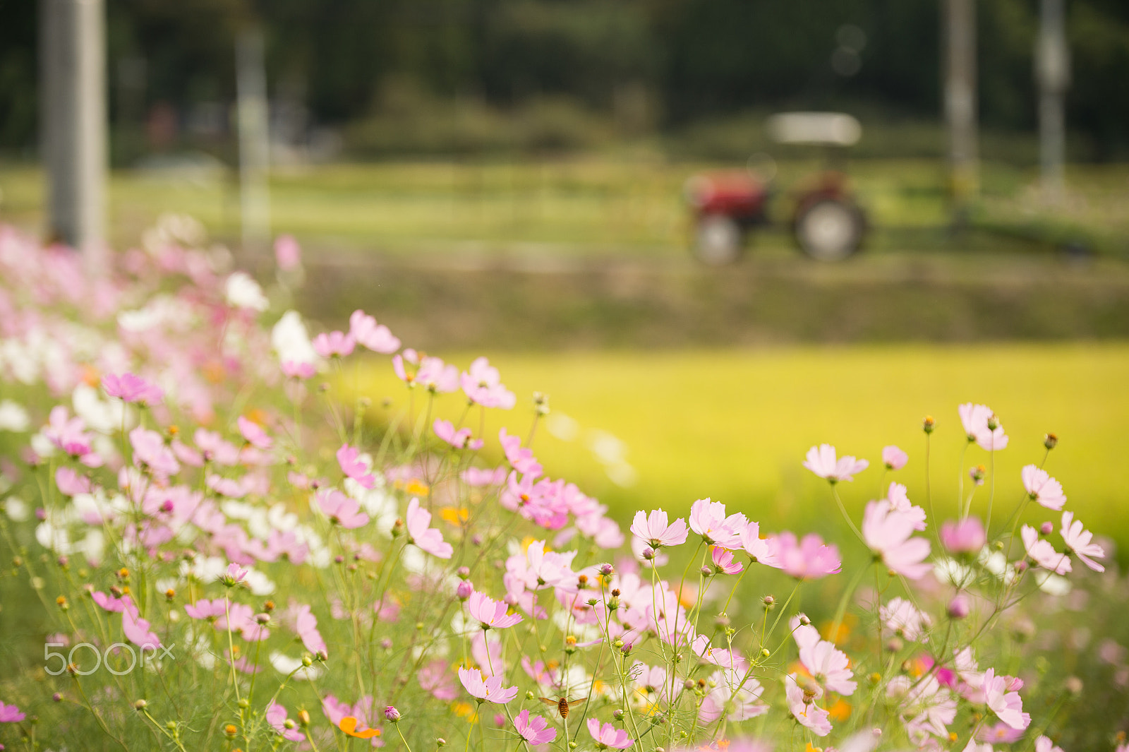 Tamron SP 70-200mm F2.8 Di VC USD sample photo. Cosmos photography