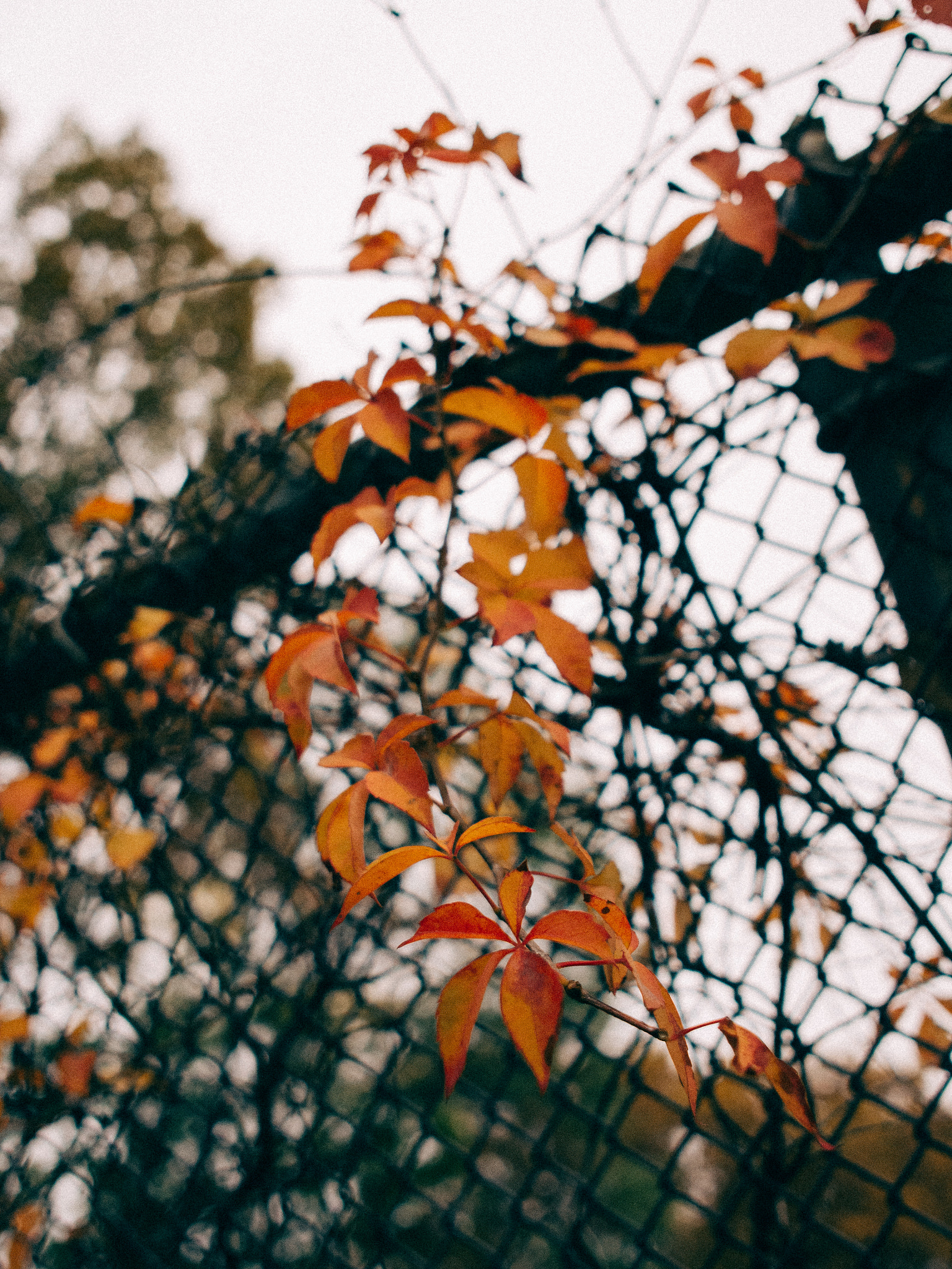 Olympus OM-D E-M5 + Sigma 19mm F2.8 EX DN sample photo. Autumn vines photography