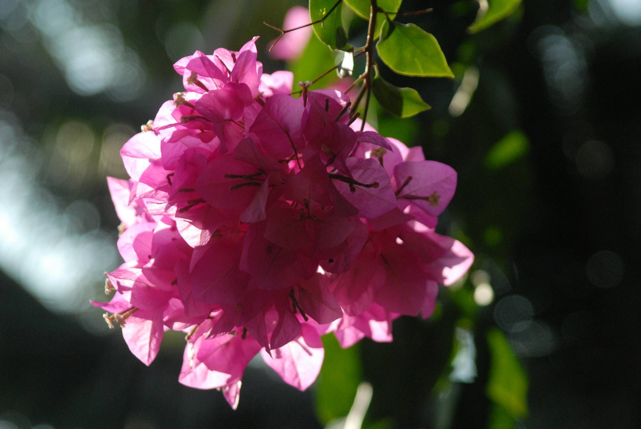 Nikon D200 sample photo. Bougainvillea flower in morning photography