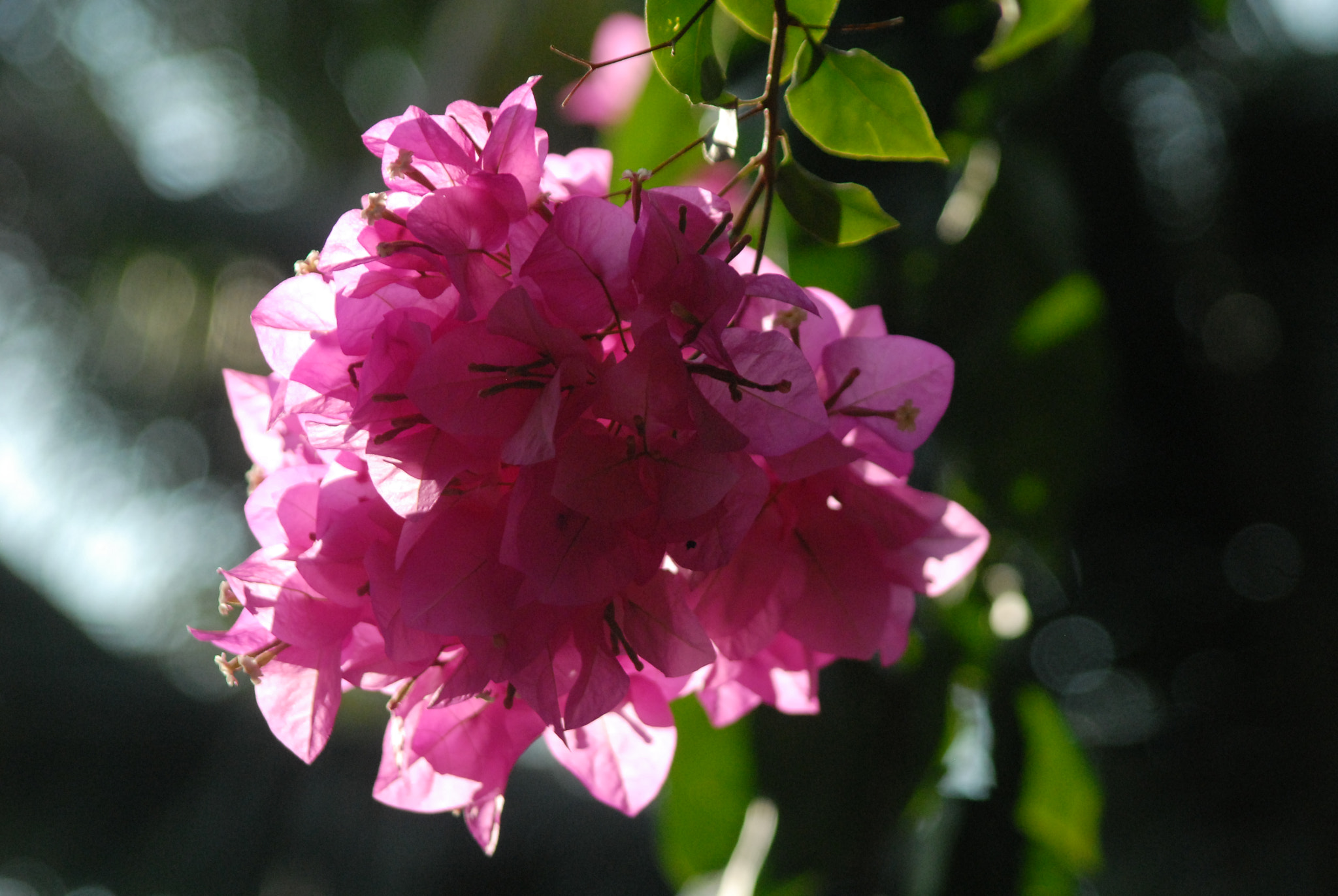 Nikon D200 + AF Zoom-Nikkor 28-200mm f/3.5-5.6D IF sample photo. Bougainvillea flower in morning photography