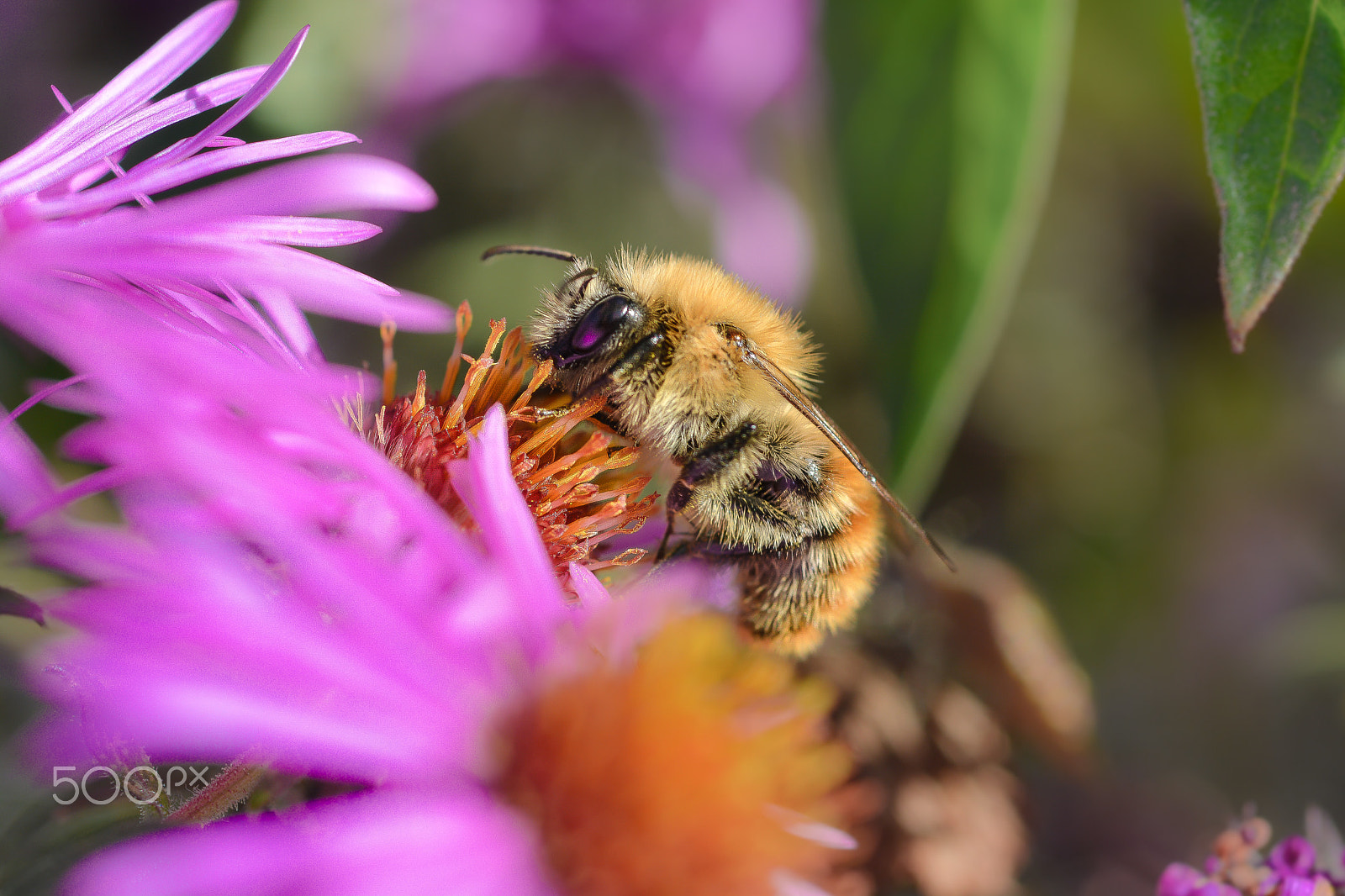 Nikon D5200 + AF Micro-Nikkor 60mm f/2.8 sample photo. Working hard photography