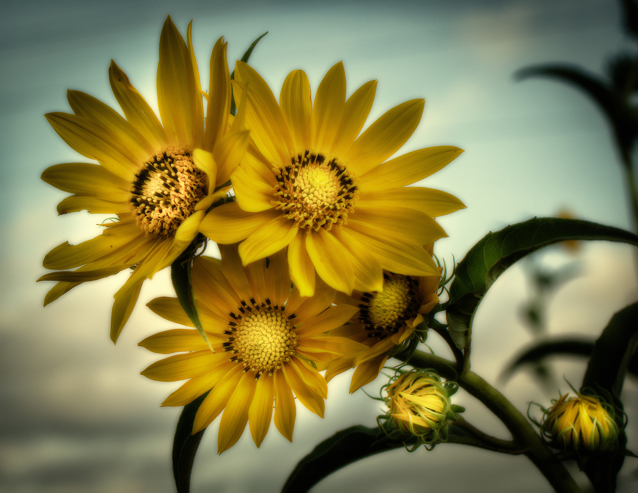 Nikon D7000 sample photo. Maximillian sunflower photography