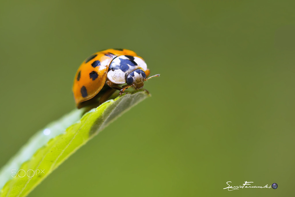 Canon EF 100mm F2.8 Macro USM sample photo. Joaninha photography