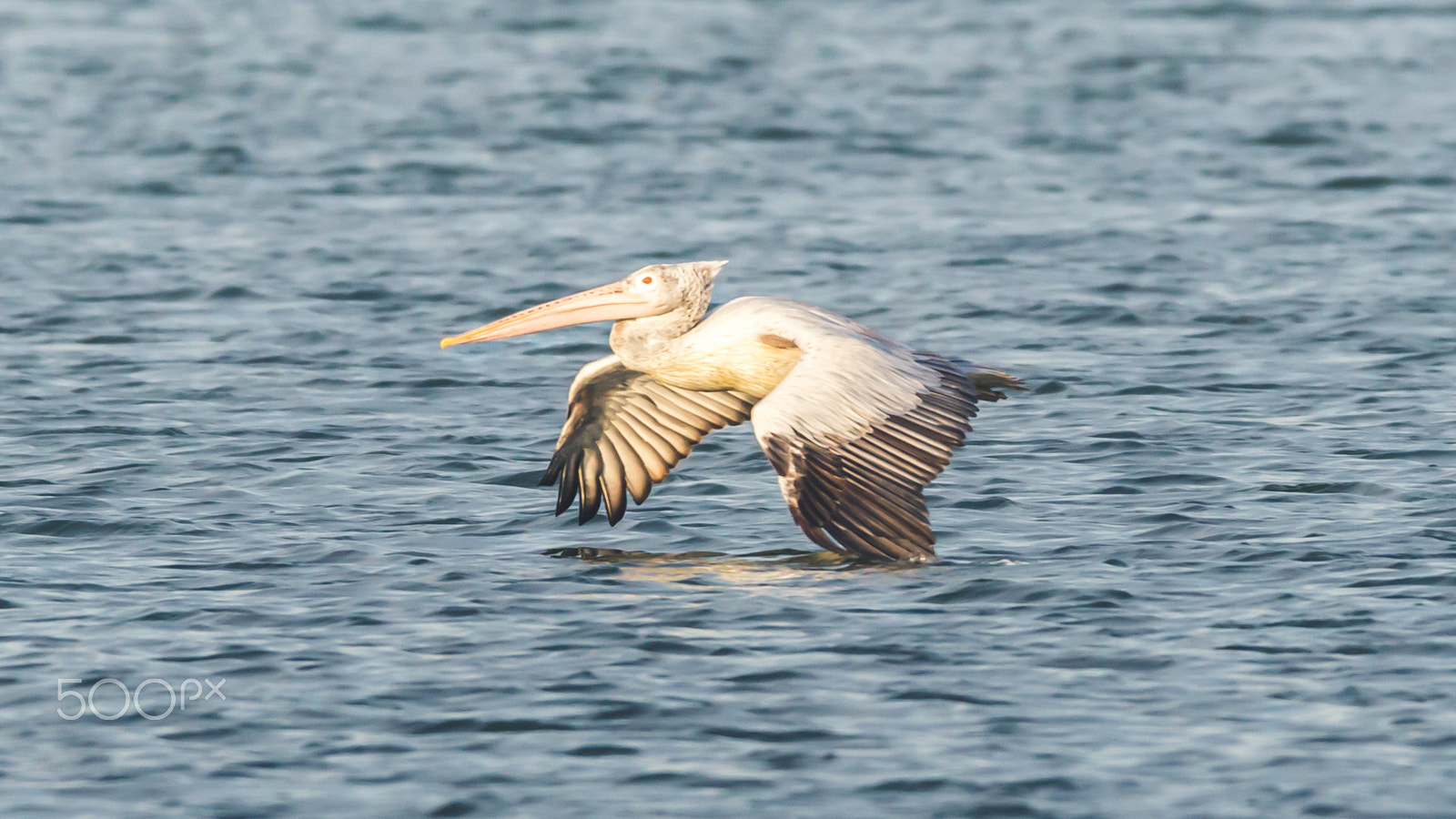 150-600mm F5-6.3 DG OS HSM | Contemporary 015 sample photo. Img photography