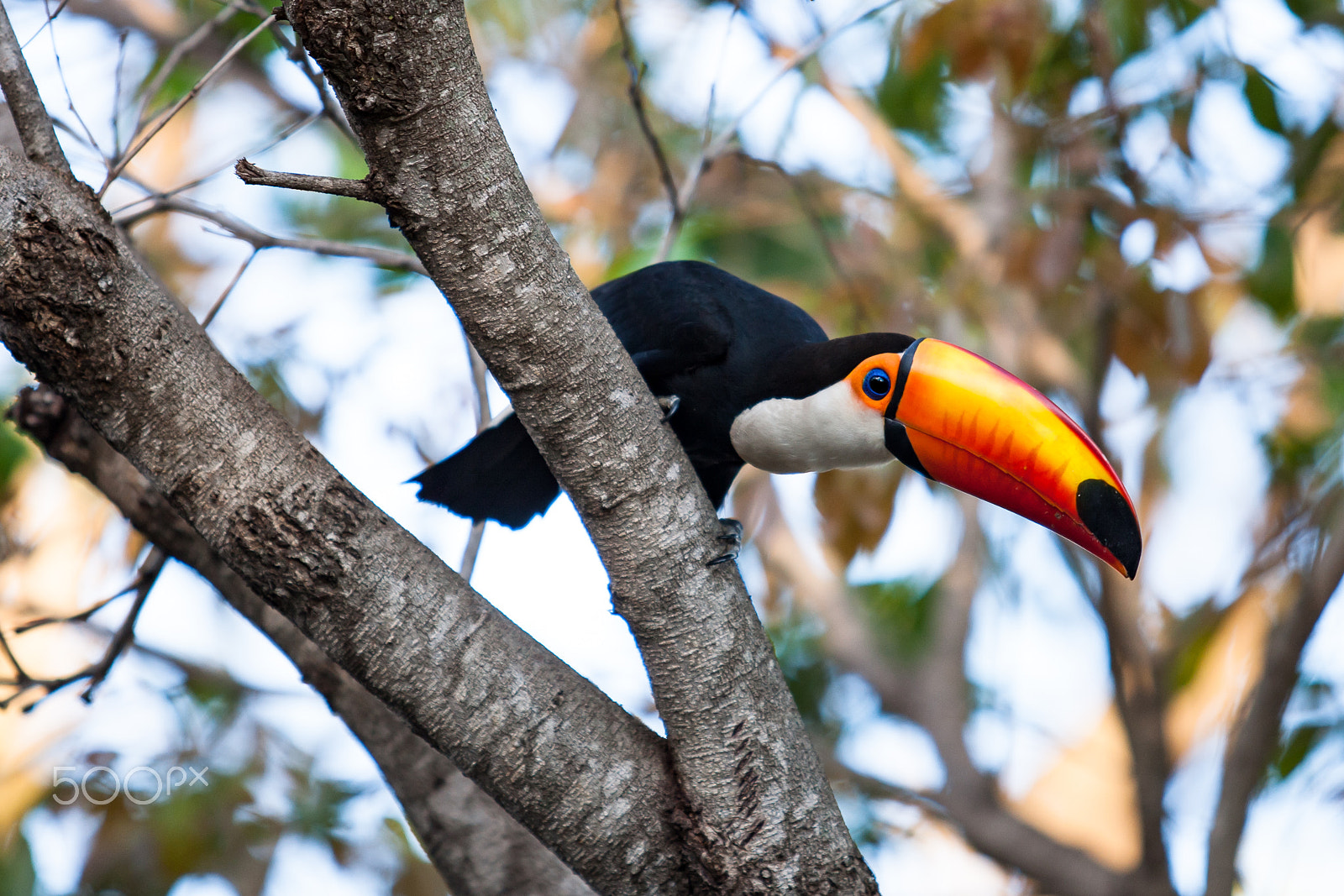 Canon EOS-1Ds Mark III sample photo. Toucan city photography