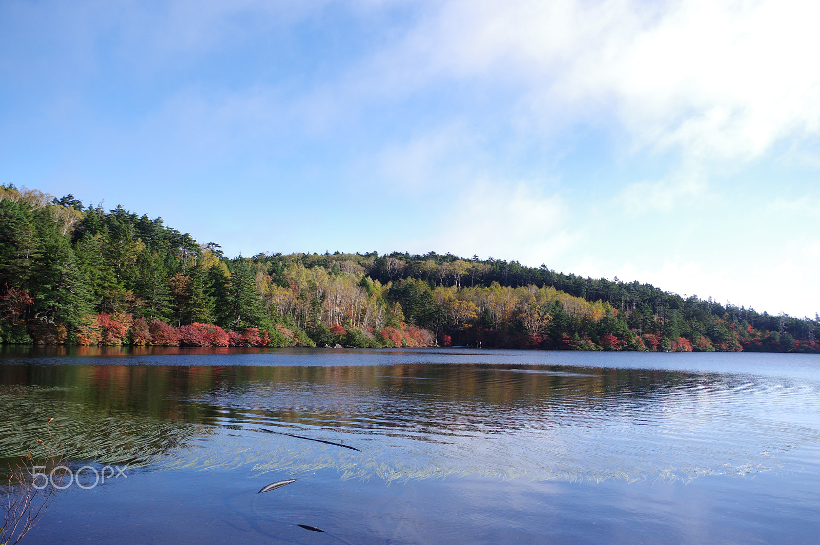 smc PENTAX-DA L 18-55mm F3.5-5.6 sample photo. Autumn leaves in shirakoma pond photography
