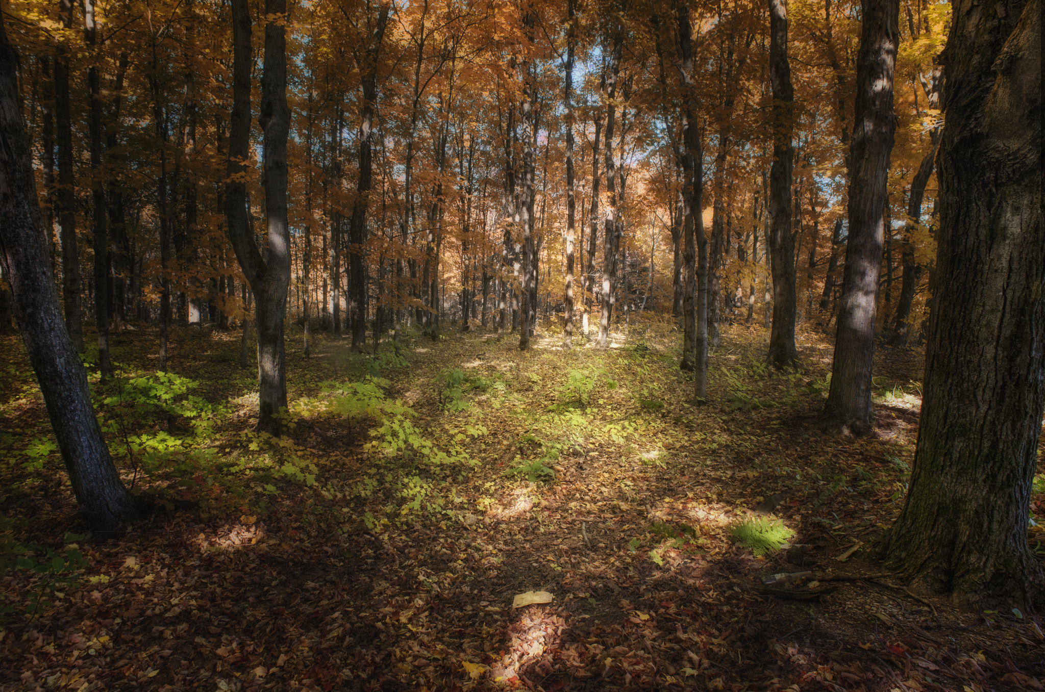 Nikon D600 + Nikon AF Nikkor 20mm F2.8D sample photo. Maple-ile d'orlean photography