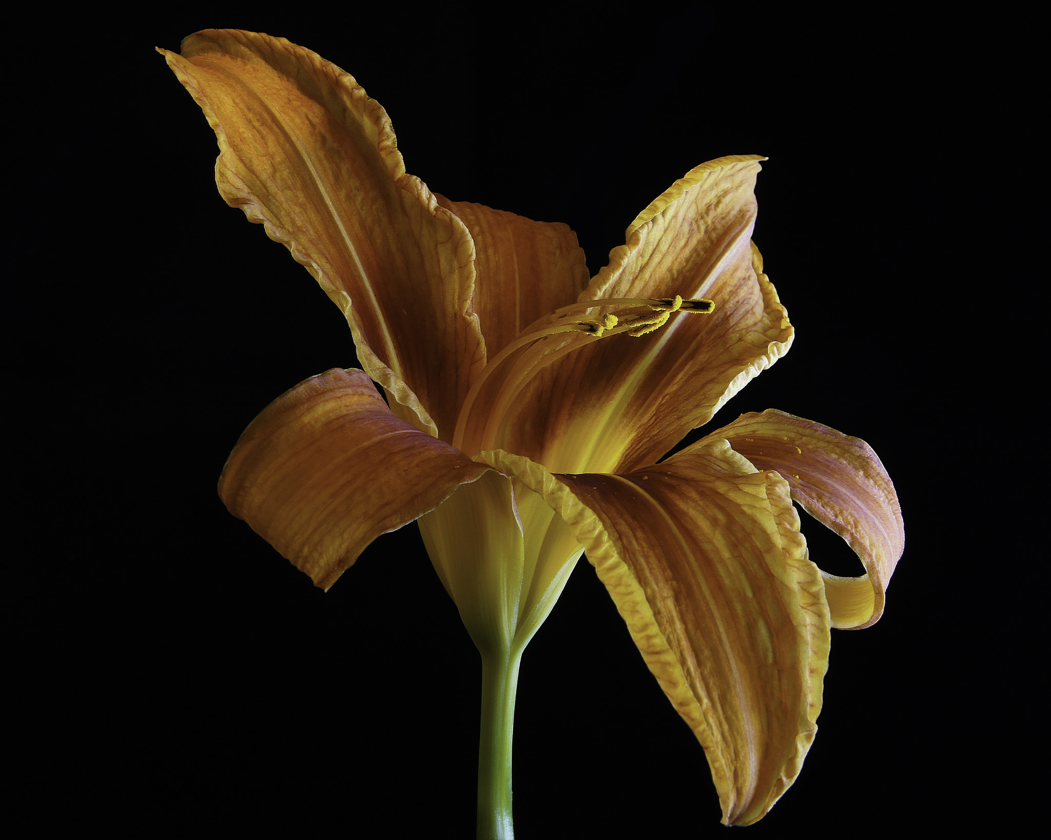 Sony Alpha NEX-3 sample photo. Orange iris. photography