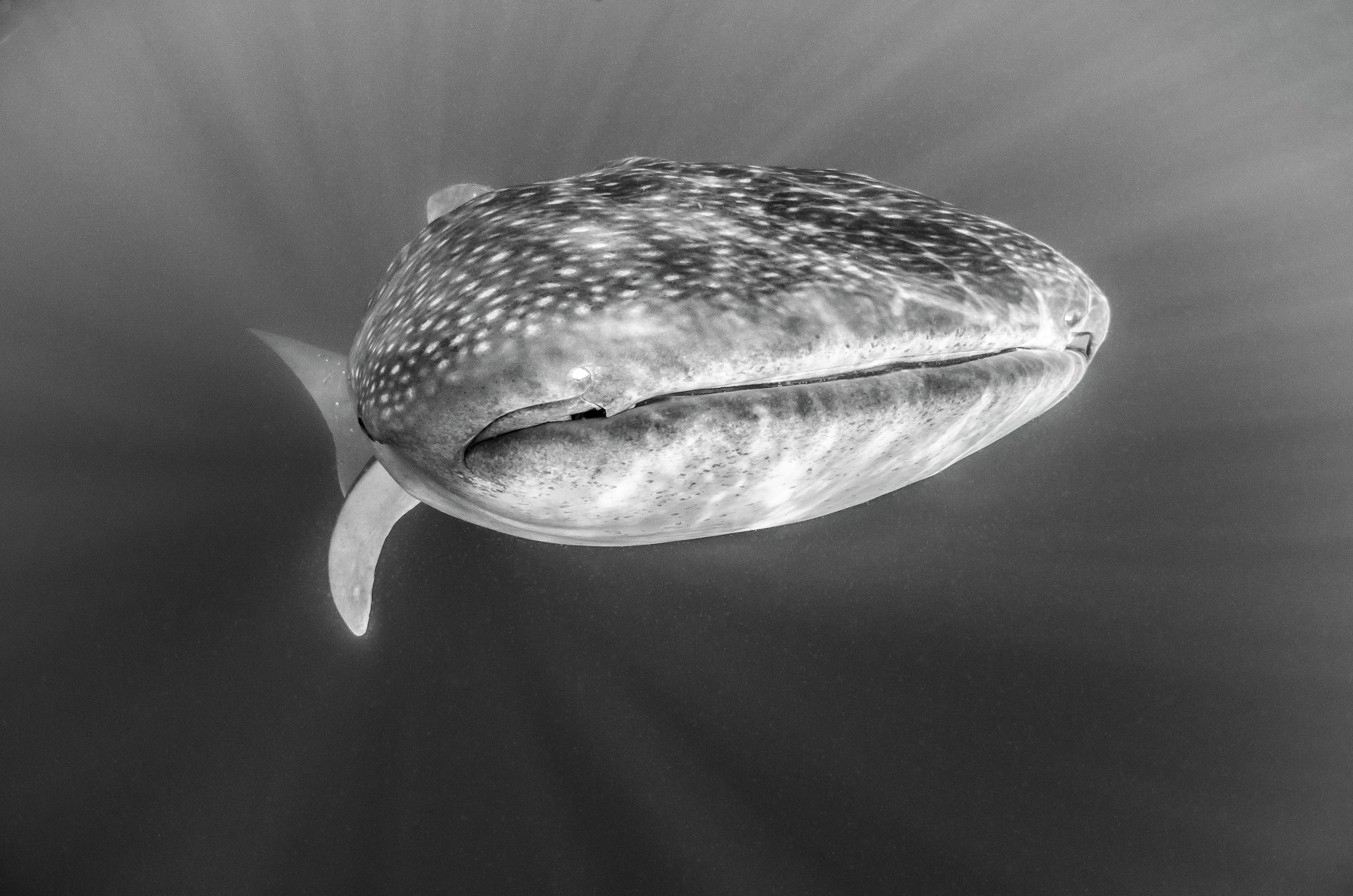 Nikon AF DX Fisheye-Nikkor 10.5mm F2.8G ED sample photo. Whale shark photography