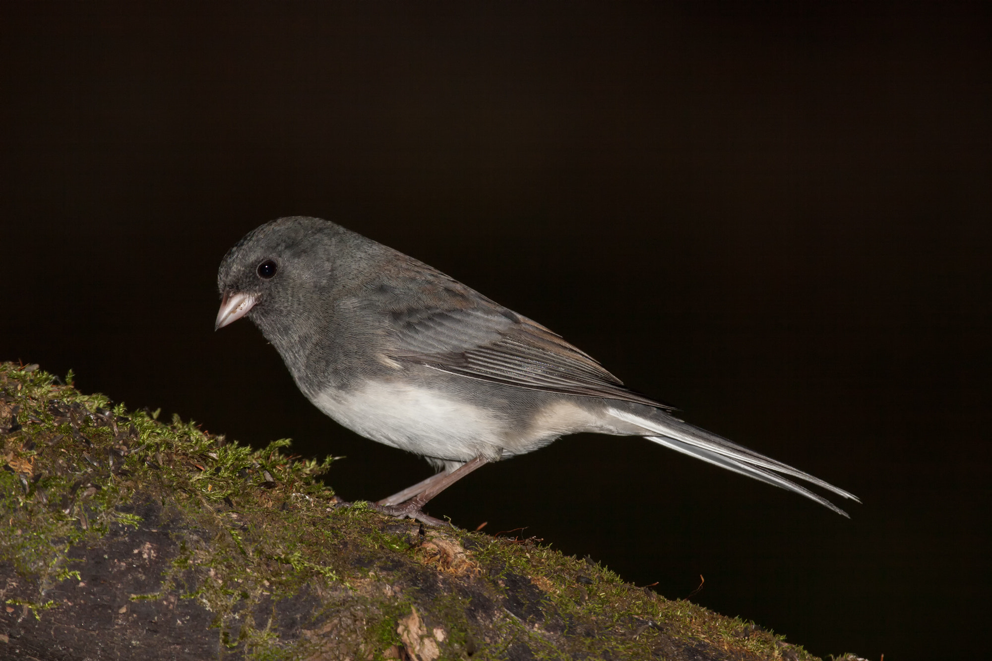 Canon EF 100-400mm F4.5-5.6L IS USM sample photo. Junco ardoisé photography