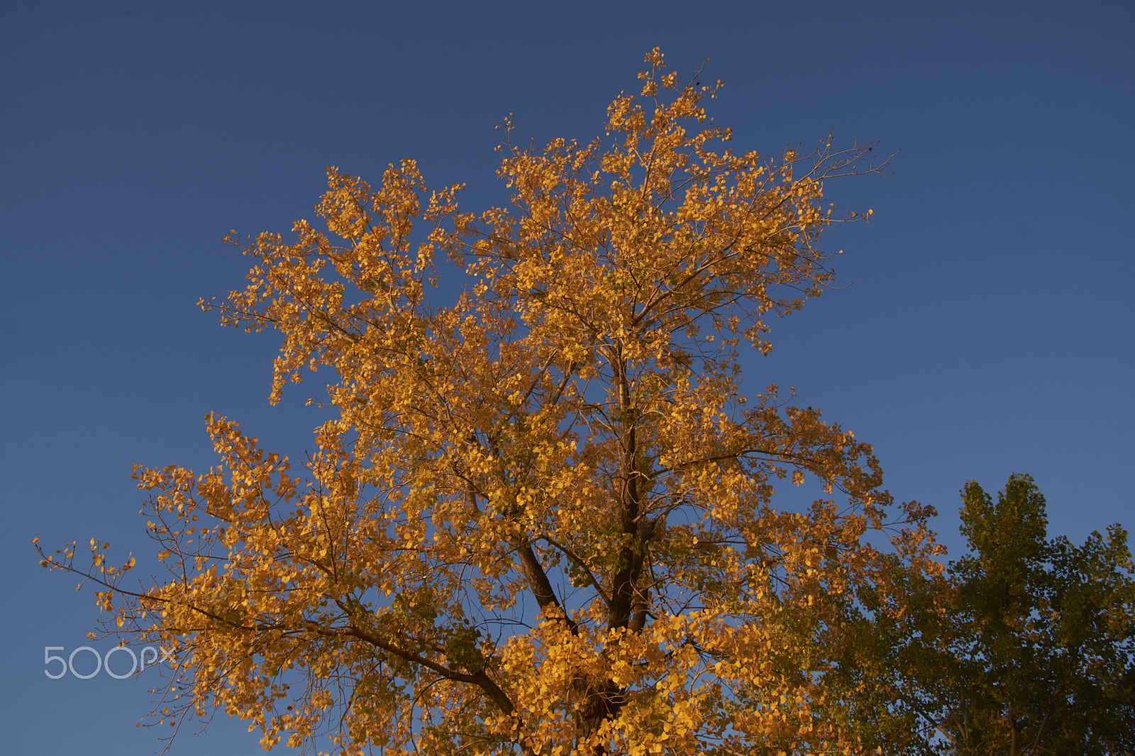 Sony SLT-A65 (SLT-A65V) sample photo. Belle couleurs photography