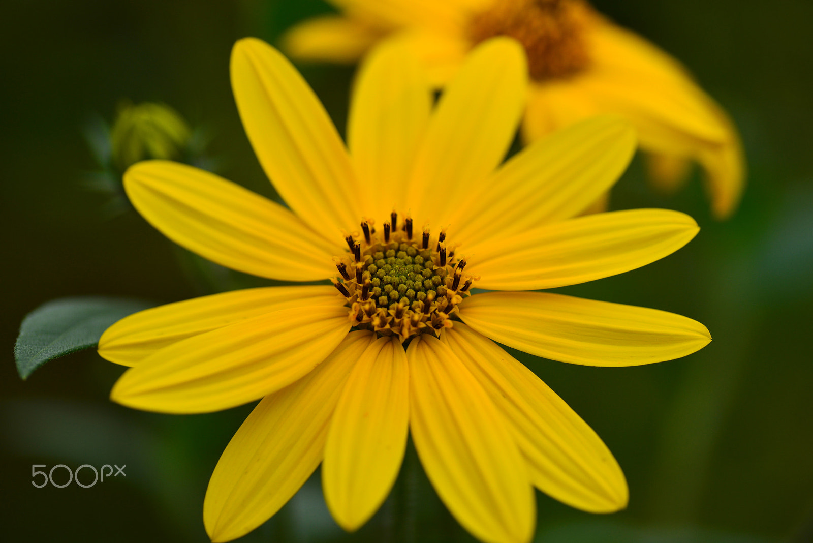 Nikon D600 sample photo. Helianthus photography