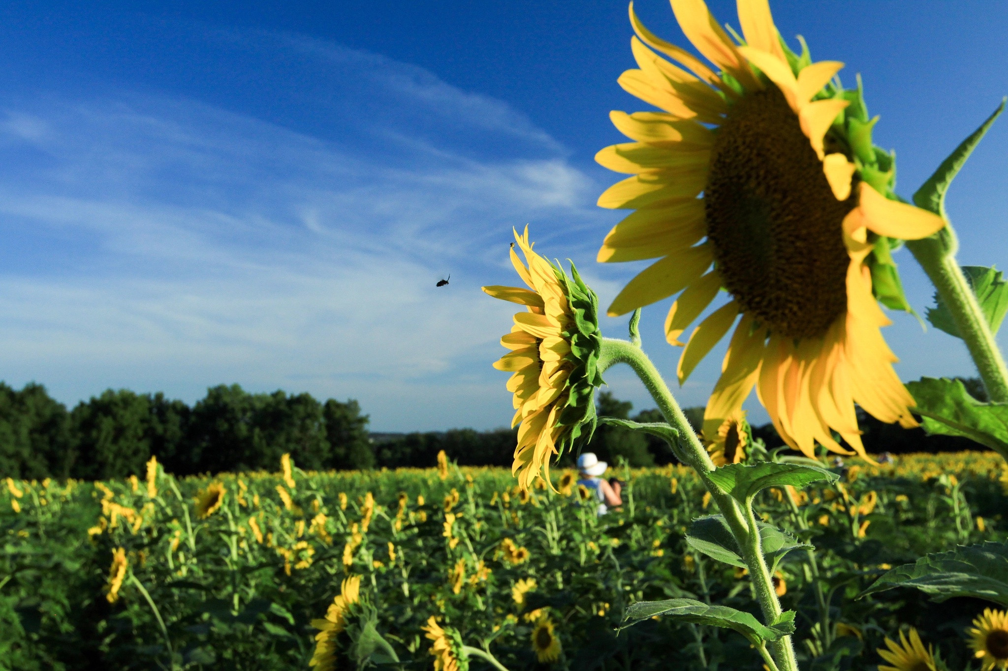 Canon EOS 50D + Canon EF 16-35mm F2.8L II USM sample photo. Sunflower field photography