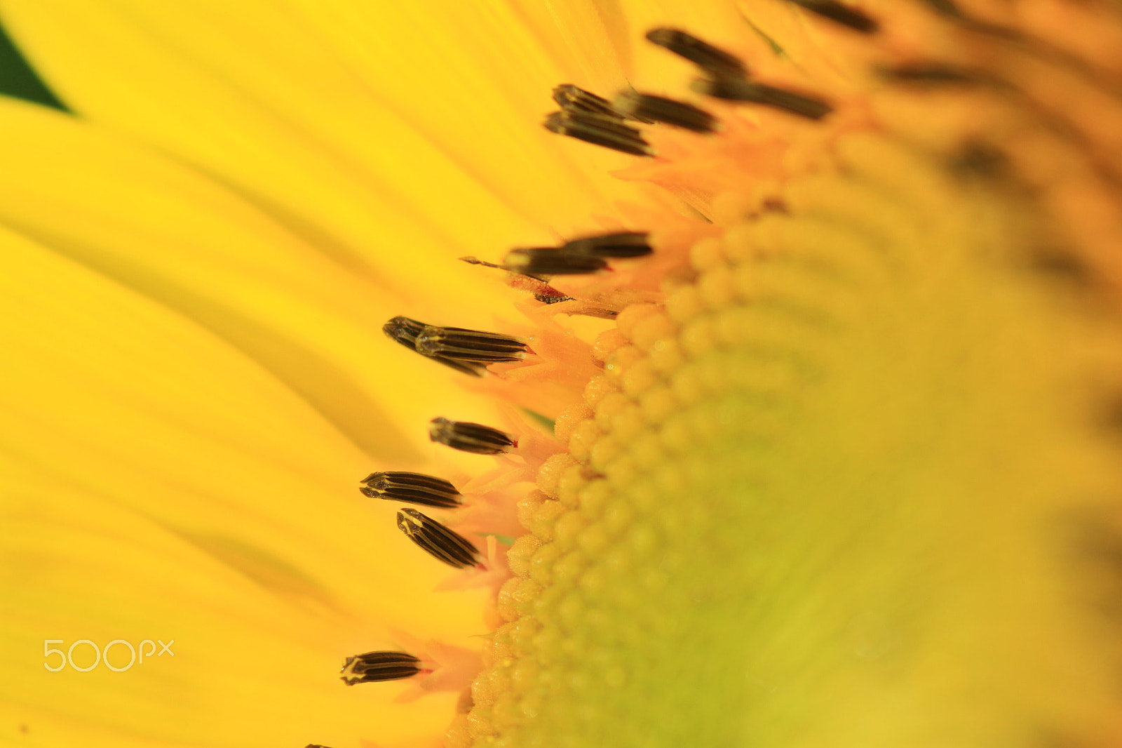 Canon EOS 50D sample photo. Publish snapshot photography