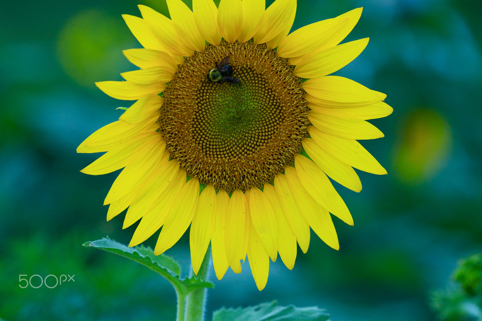 Canon EF 180mm F3.5L Macro USM sample photo. Img photography