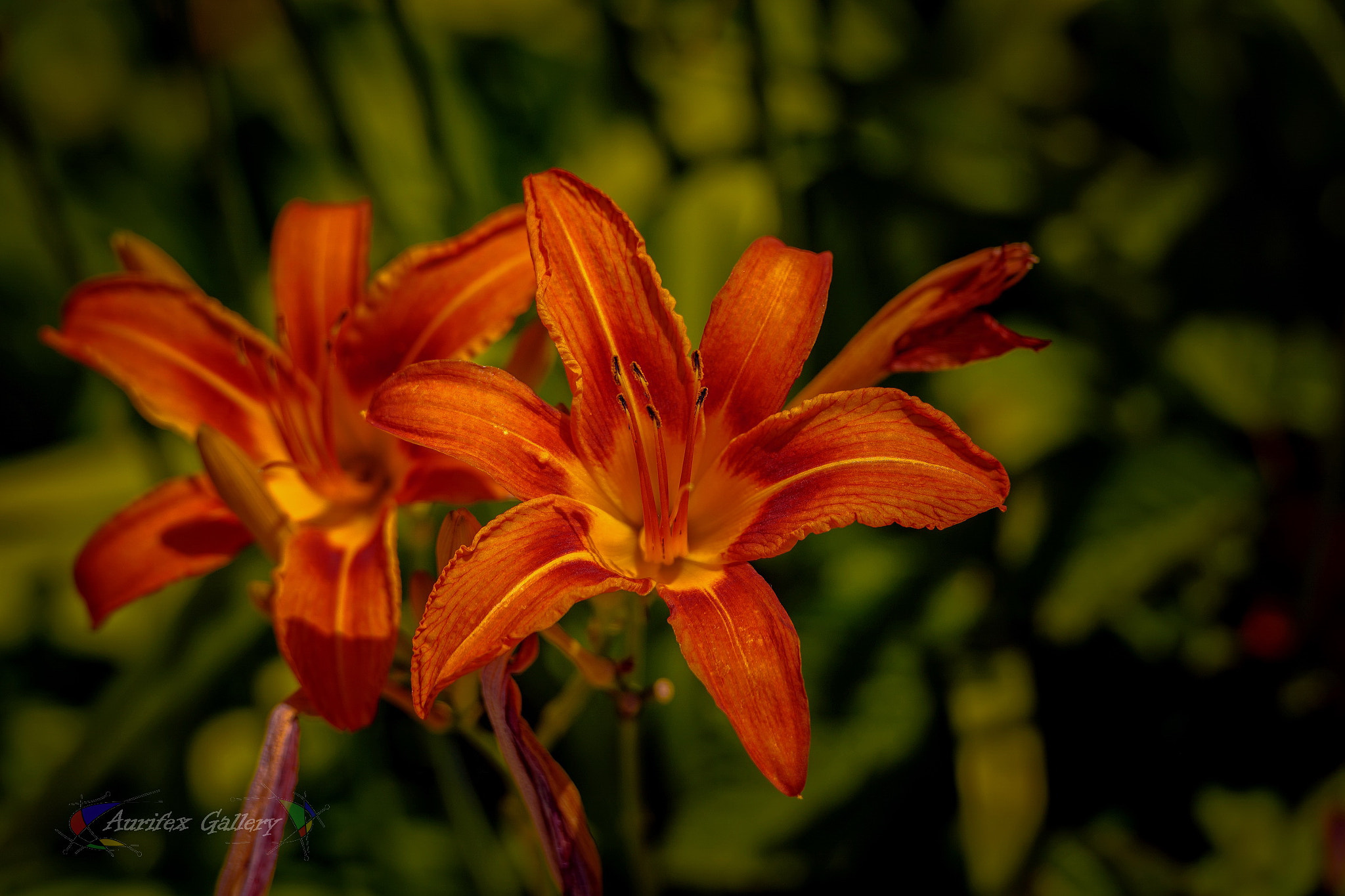Nikon D90 sample photo. Flowering in june photography
