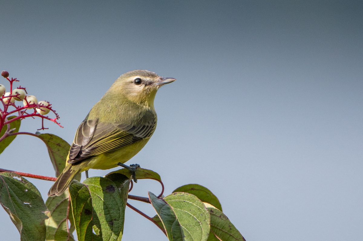 Canon EF 200-400mm F4L IS USM Extender 1.4x sample photo. Philadelphia vireo photography