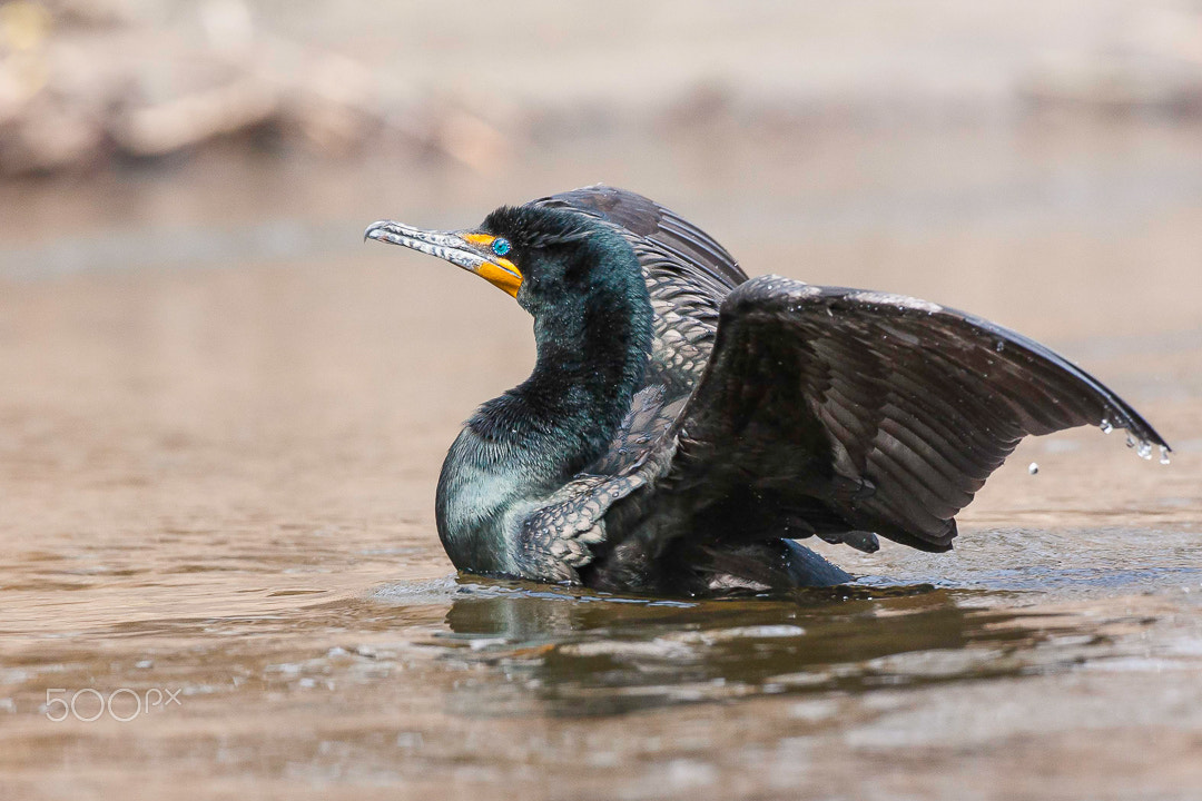 Canon EOS 40D + Canon EF 500mm F4L IS USM sample photo. Cormorant photography