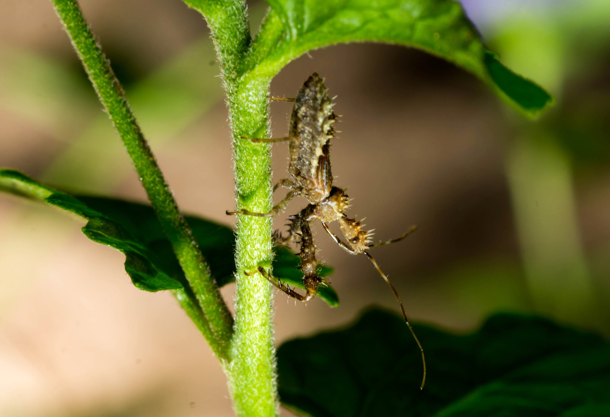 Sony SLT-A57 sample photo. Spined assassin bug nymph photography