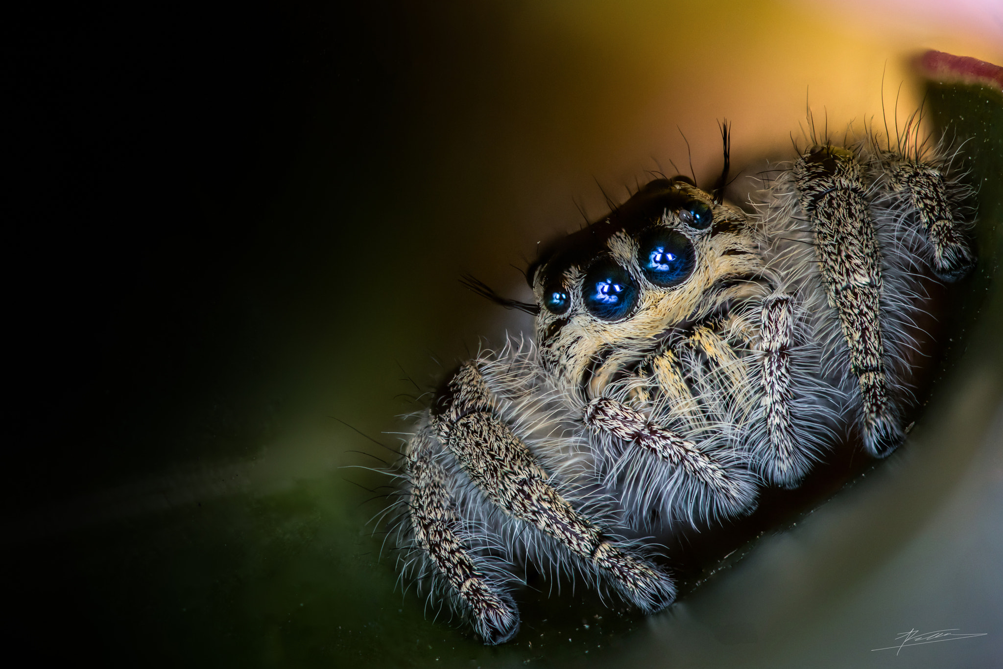 Sigma 150mm F2.8 EX DG OS Macro HSM sample photo. Hyllus diardi photography