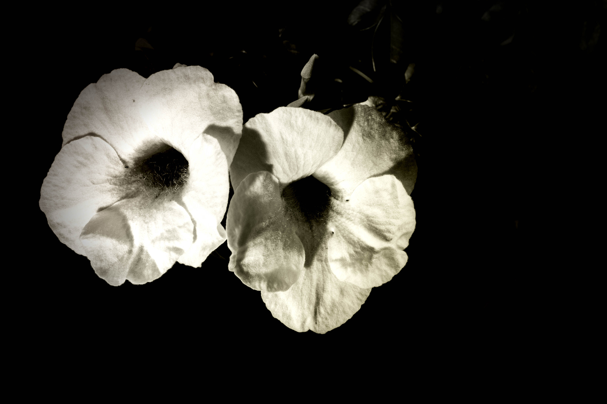 Canon EF 40mm F2.8 STM sample photo. Flower photography