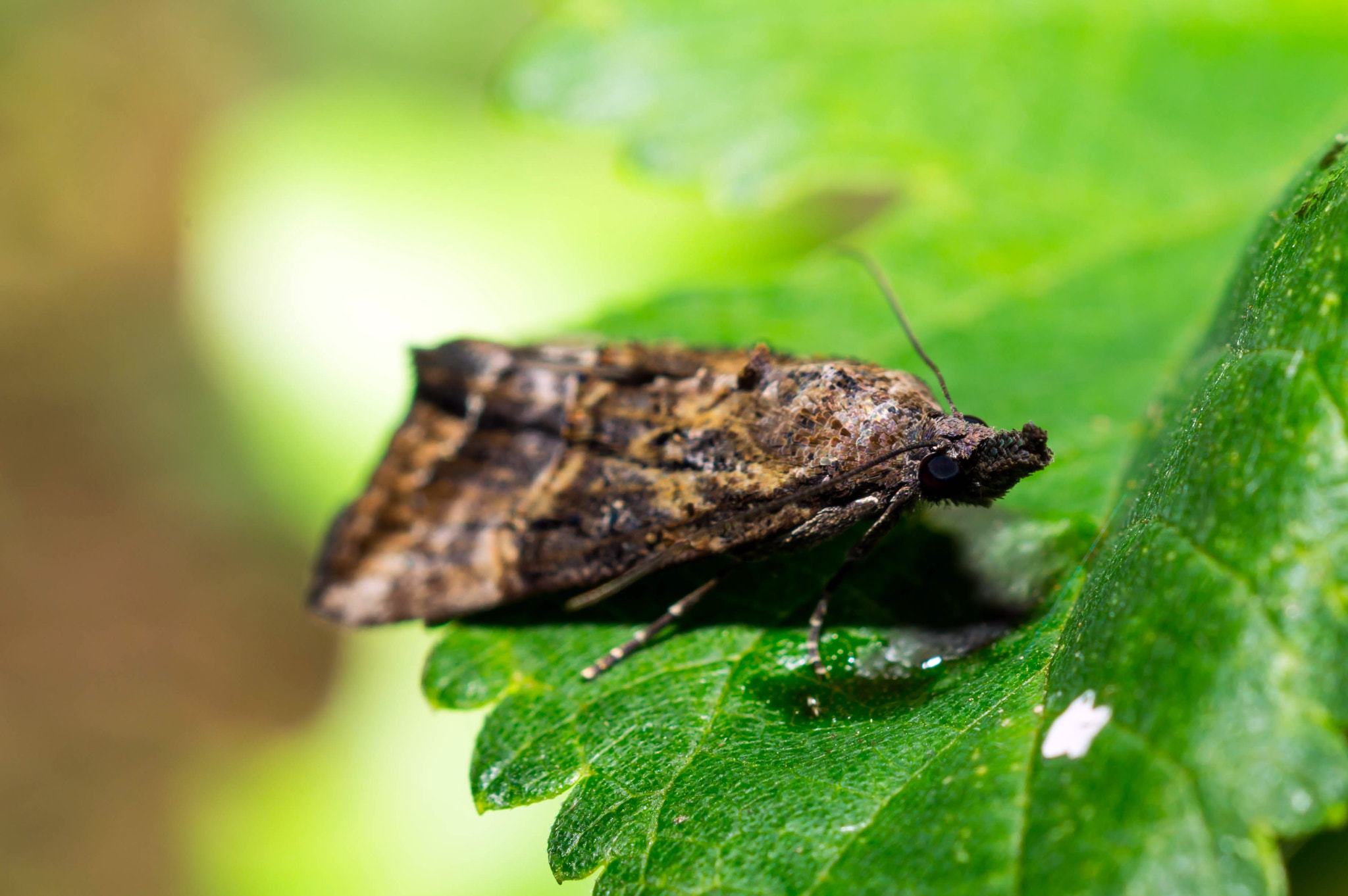 Sony SLT-A57 + MACRO 50mm F2.8 sample photo. Black snout moth photography