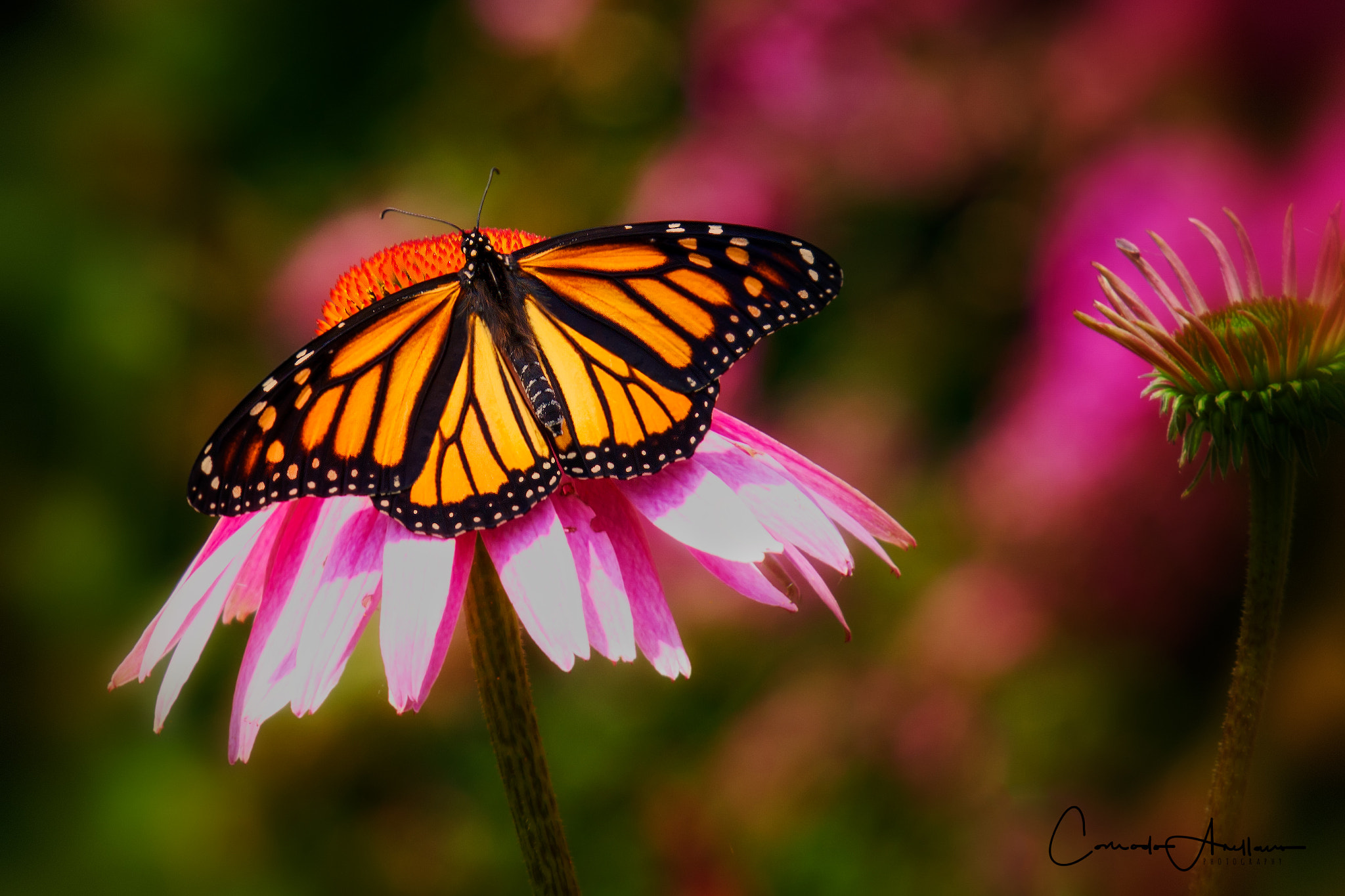 Pentax K-m (K2000) + Sigma EX APO 100-300mm F4 IF sample photo. Monarch butterfly photography