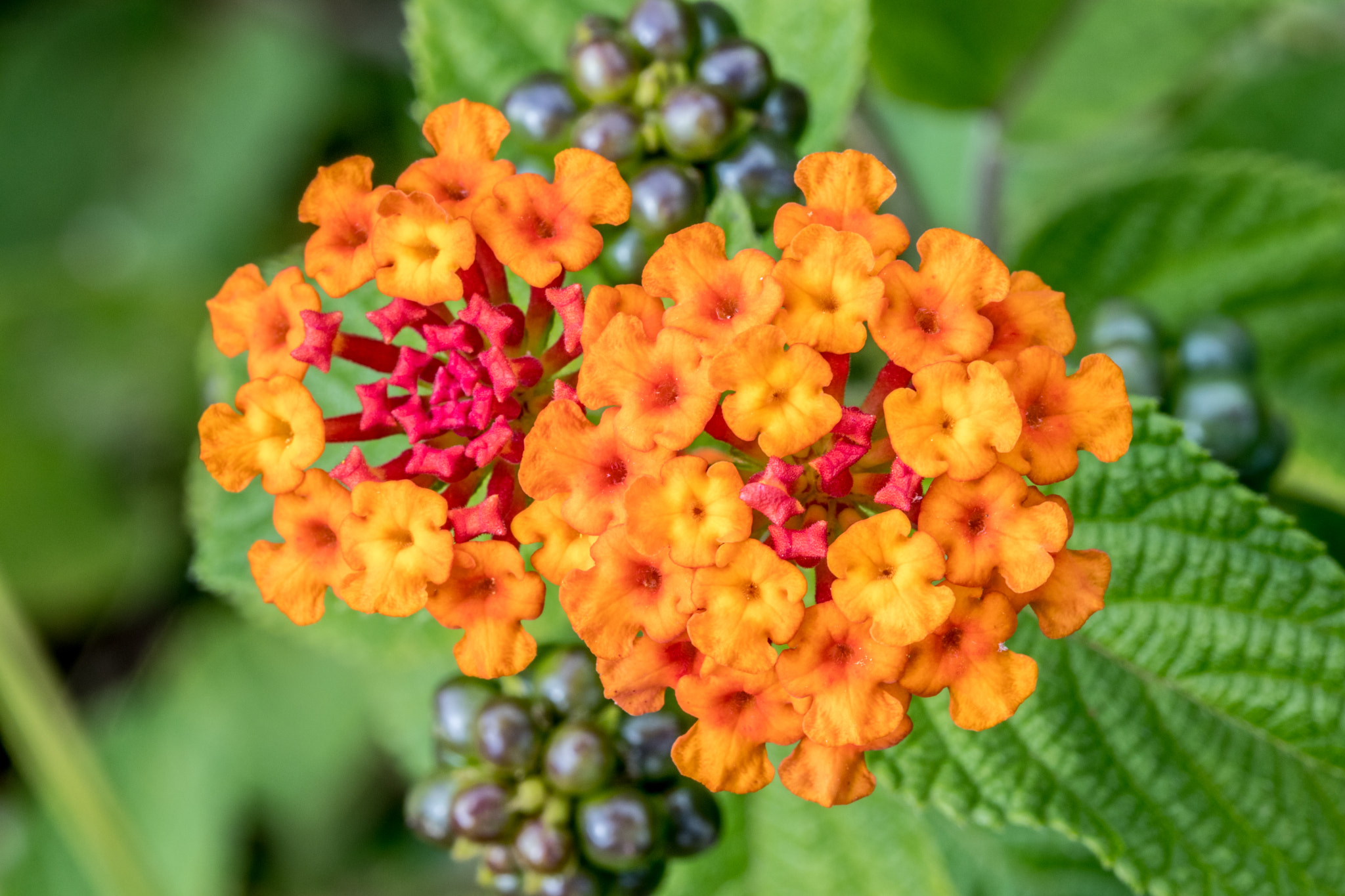 Canon EOS 80D + Canon EF 100mm F2.8L Macro IS USM sample photo. Flower photography