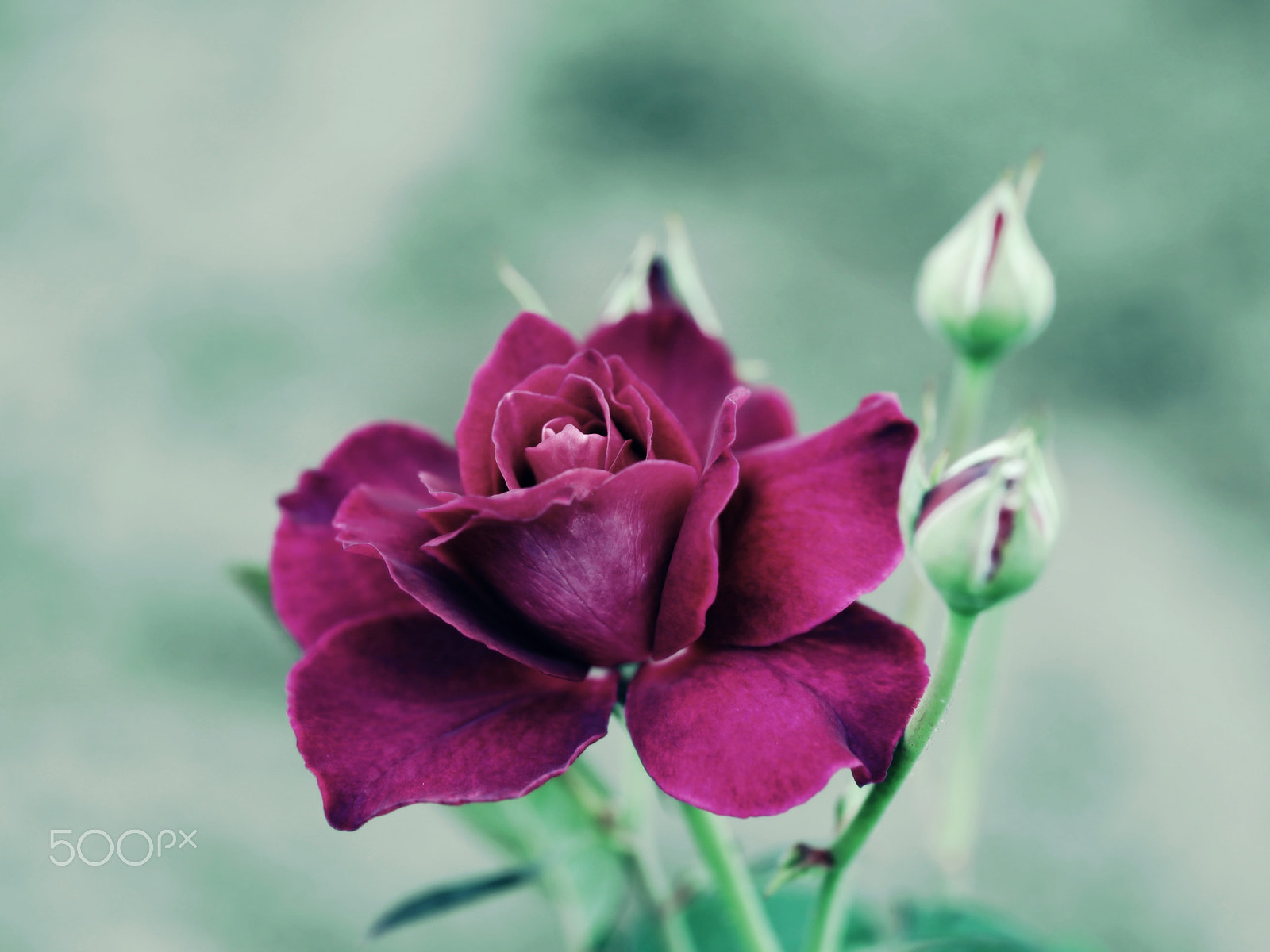 Canon EOS 6D + Canon EF 100mm F2.8L Macro IS USM sample photo. Rose 'intrigue' photography
