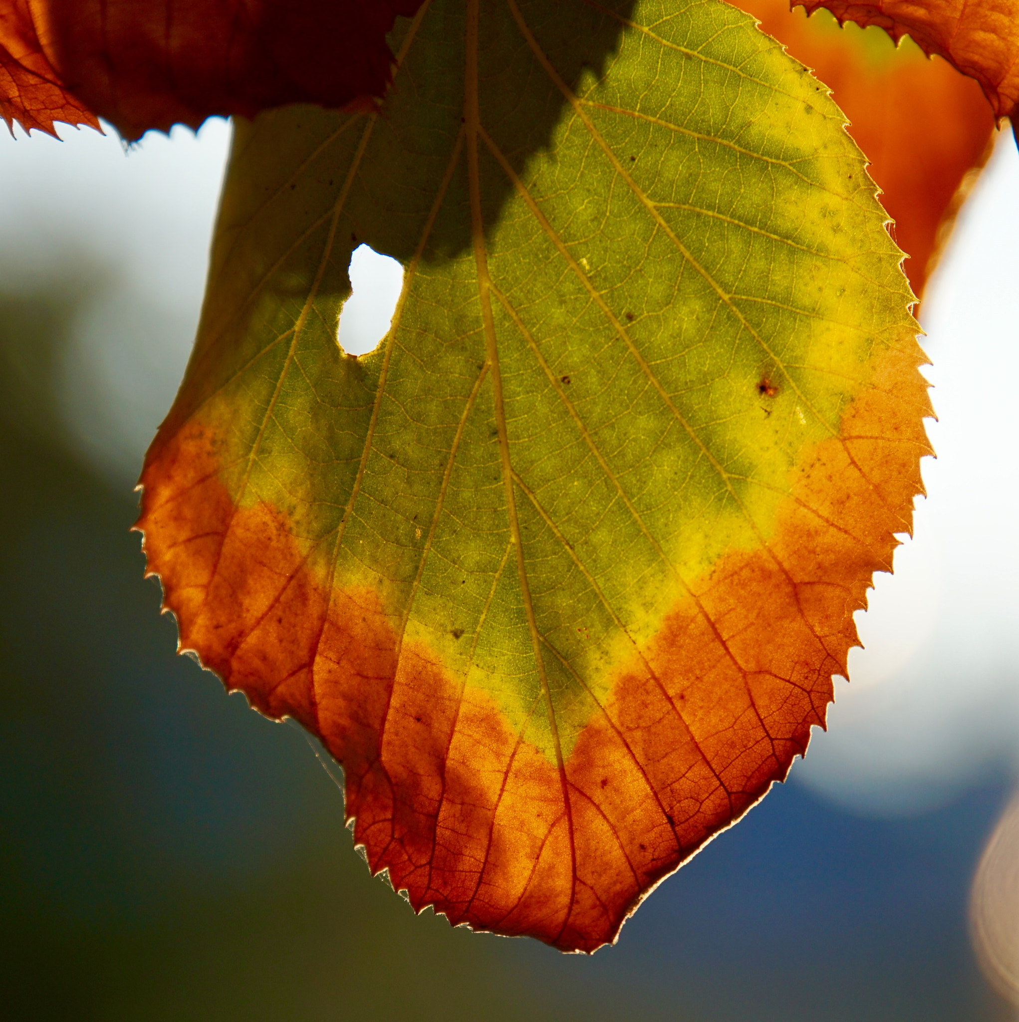 Sony E 18-200mm F3.5-6.3 OSS LE sample photo. Autumn leaves 3 photography