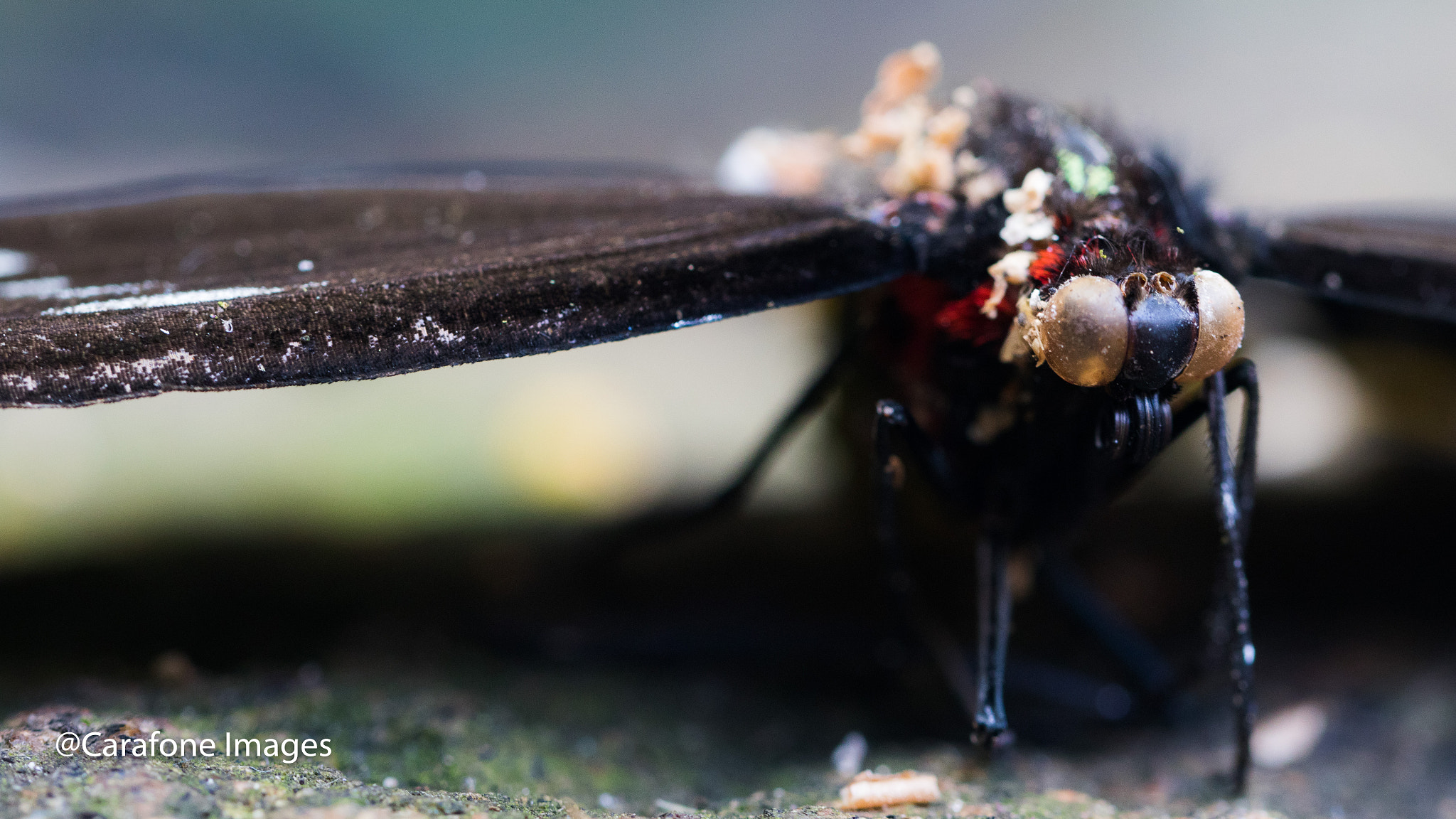 Canon EF 100mm F2.8L Macro IS USM sample photo. Macro butterfly photography