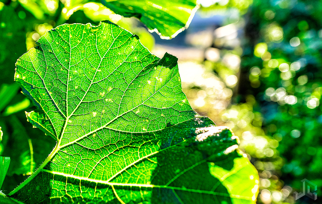 Nikon D610 sample photo. Leaf veins photography