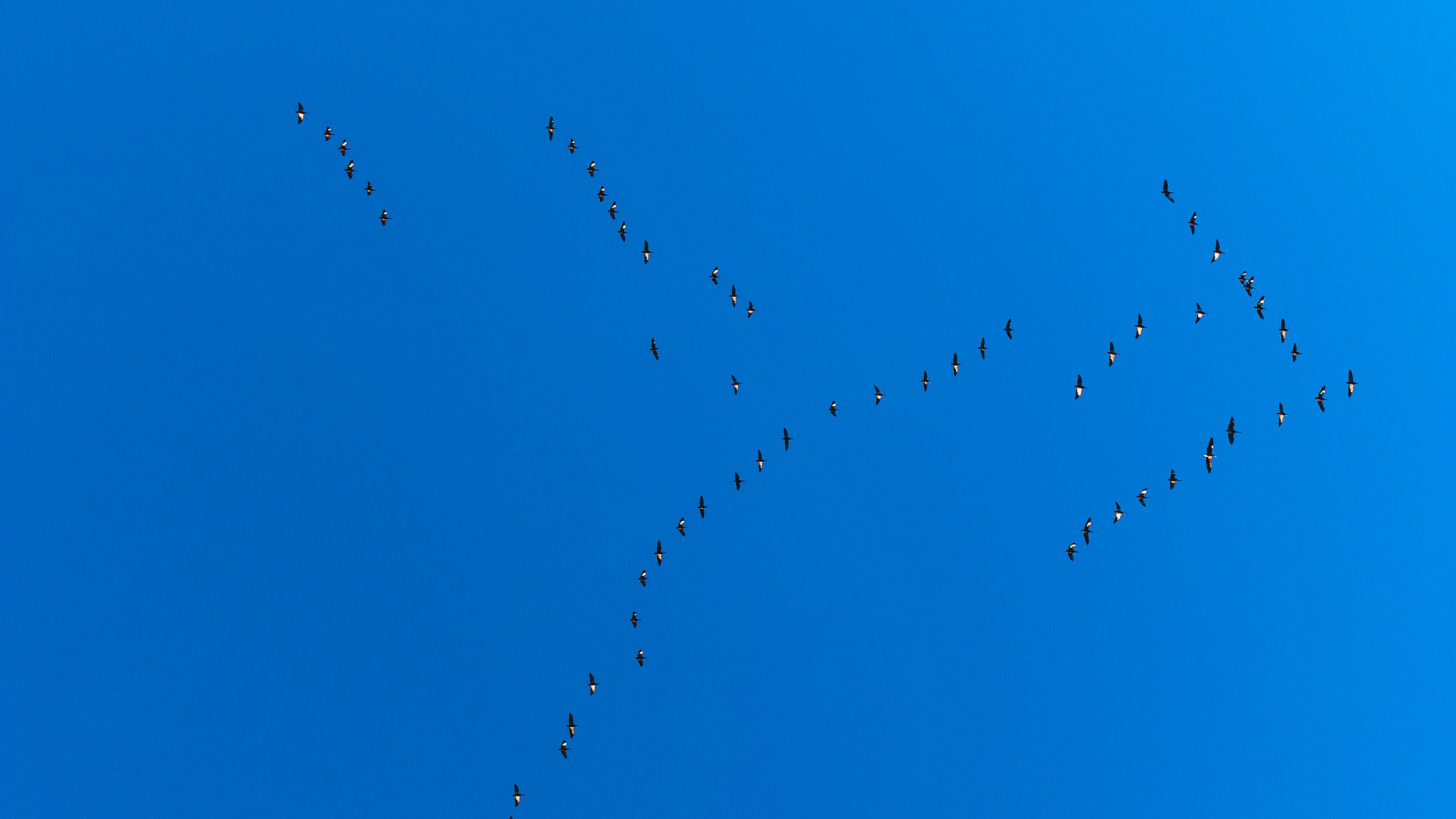 Samsung NX 30mm F2 Pancake sample photo. Migratory bird:fly to the other side of the world photography