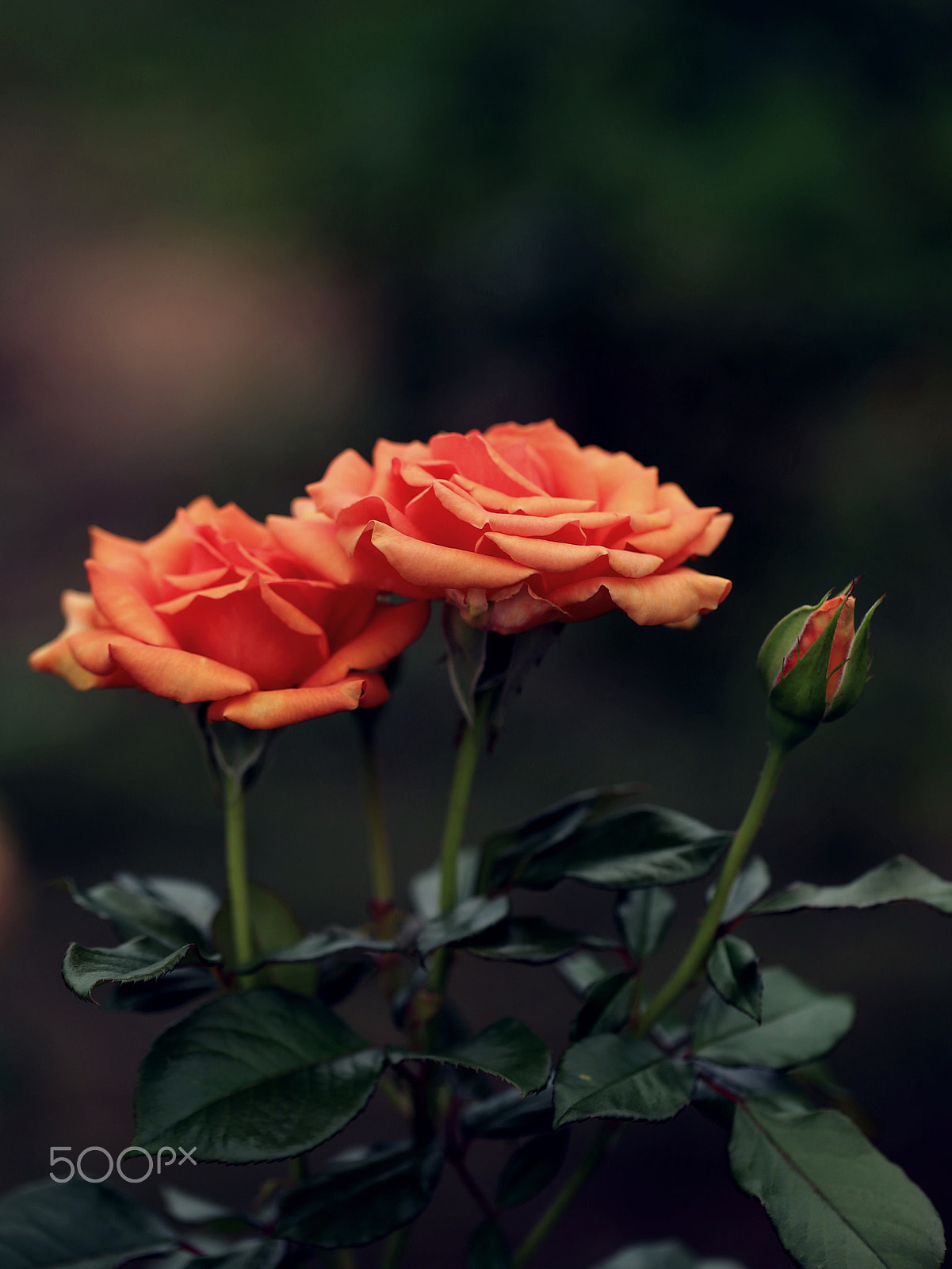 Canon EOS 6D + Canon EF 100mm F2.8L Macro IS USM sample photo. Rose 'ashram' photography