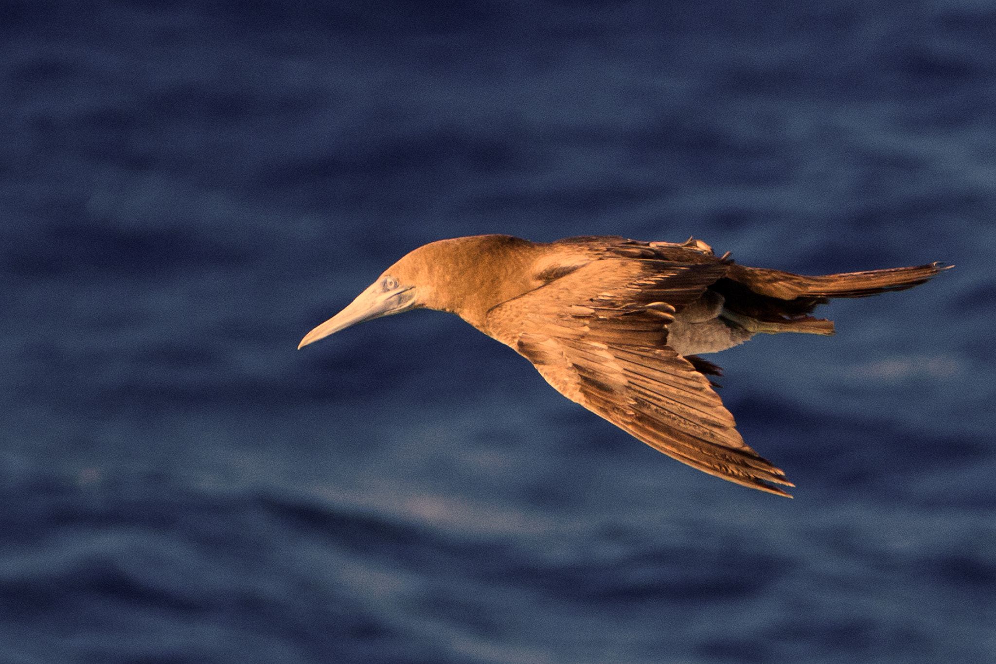 Canon EF 70-300mm F4-5.6L IS USM sample photo. Juvenile brown boody photography