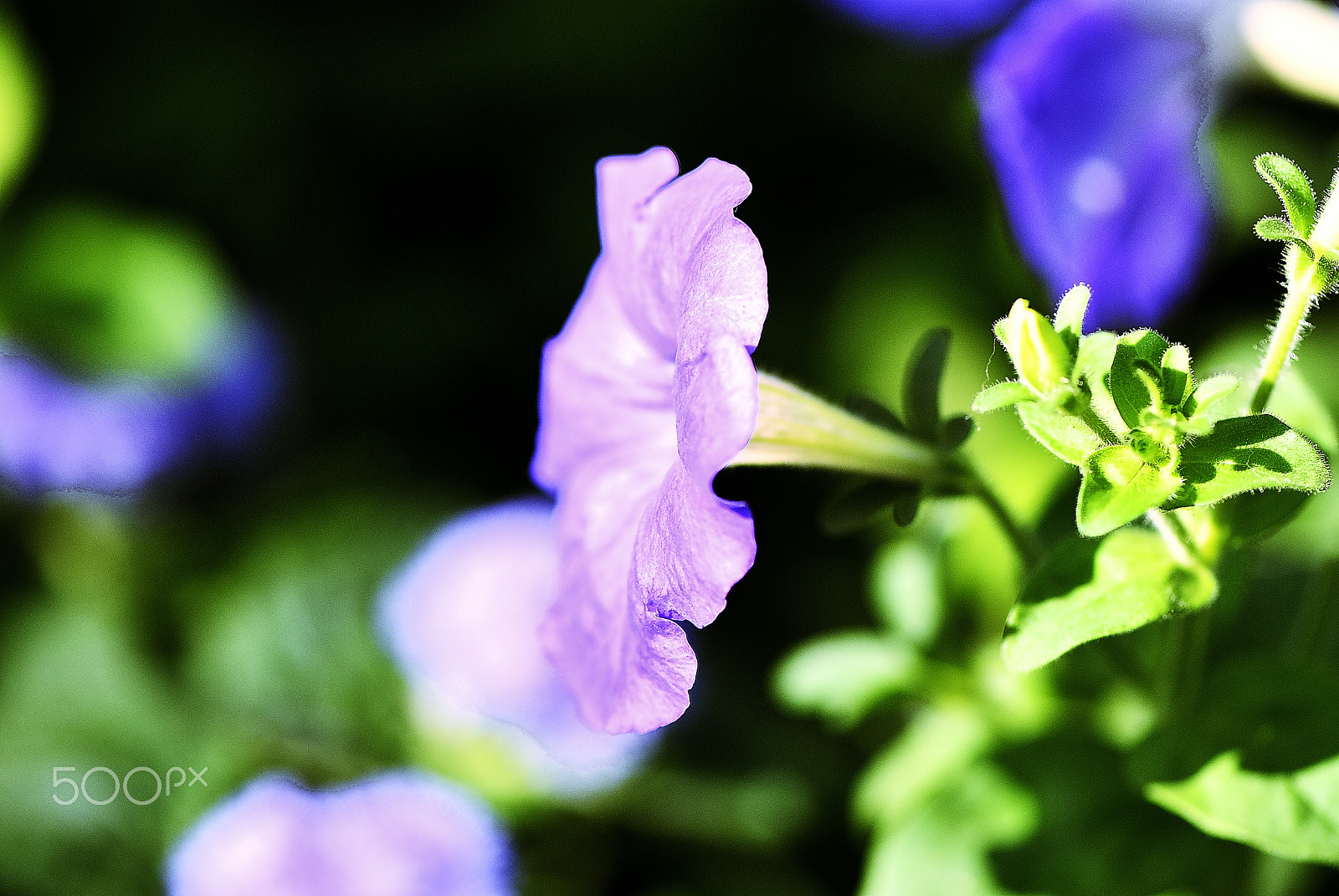 Nikon D200 sample photo. Bindweed flowers and direct sunlight photography