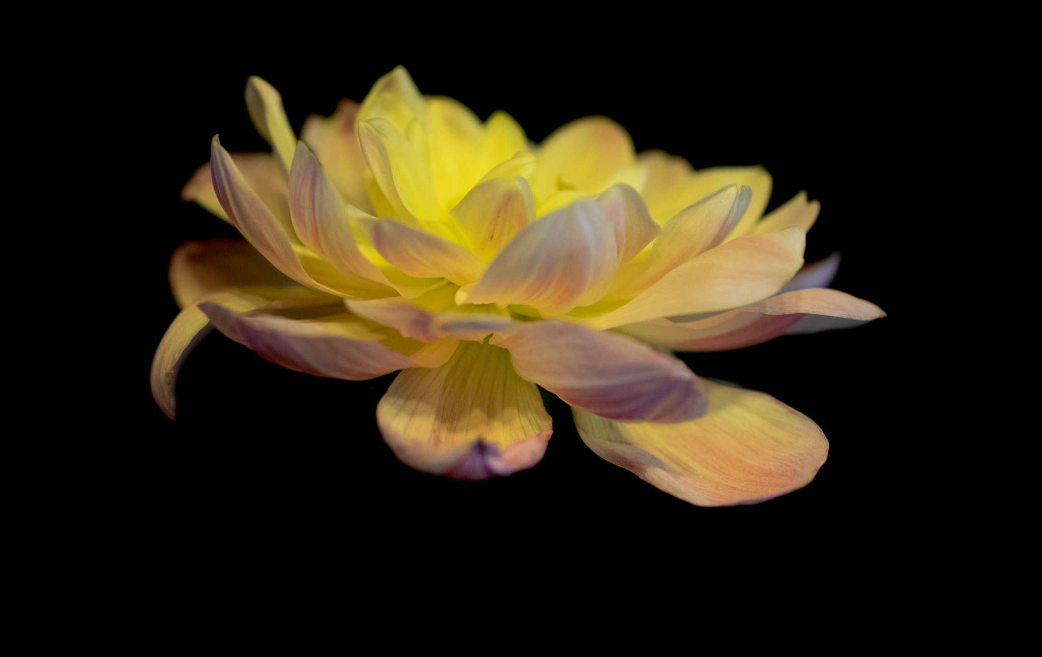 smc PENTAX-FA Macro 50mm F2.8 sample photo. Dahlia photography